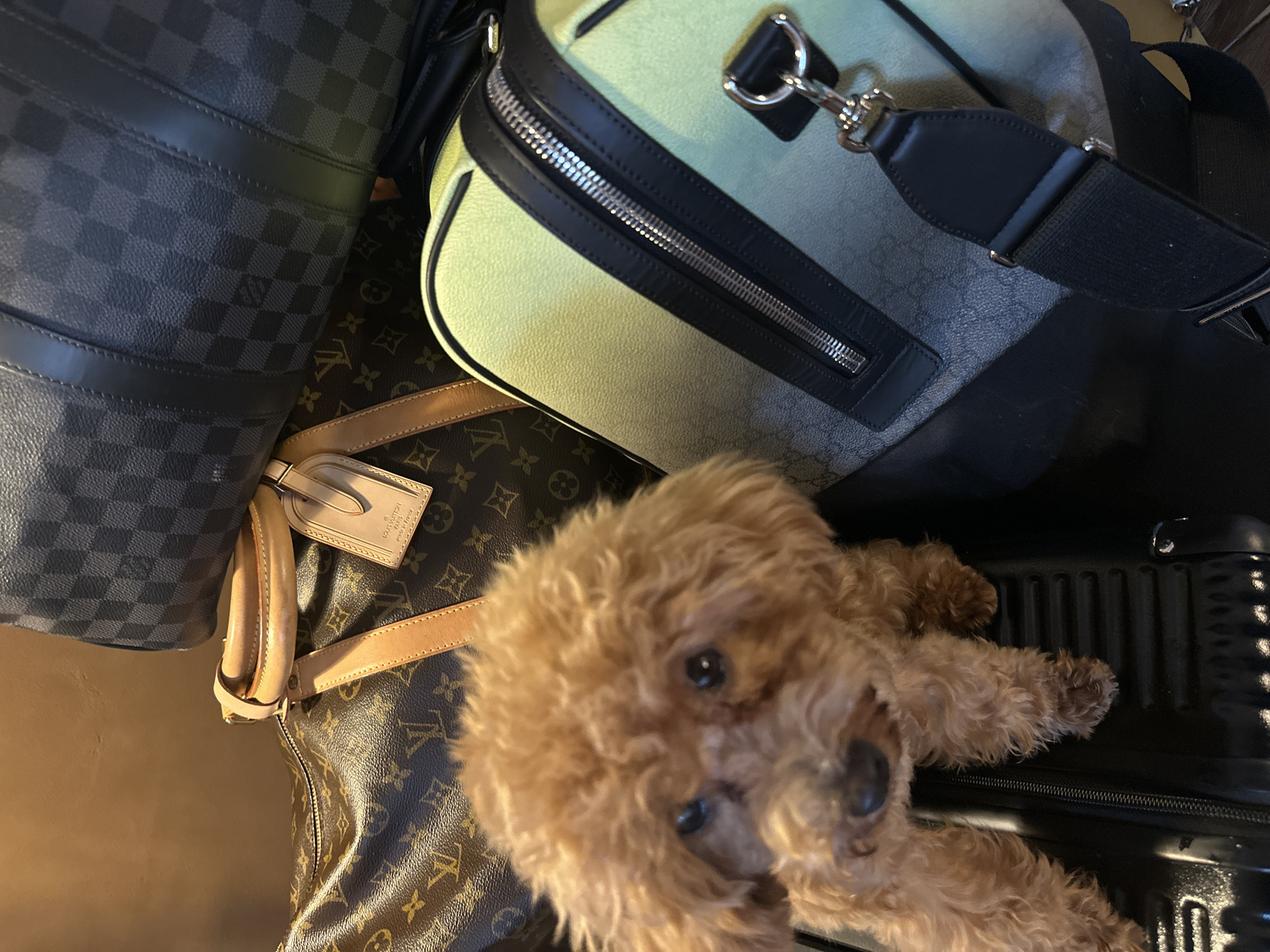 Small poodle spotted among luxury luggage in Kuta Selatan