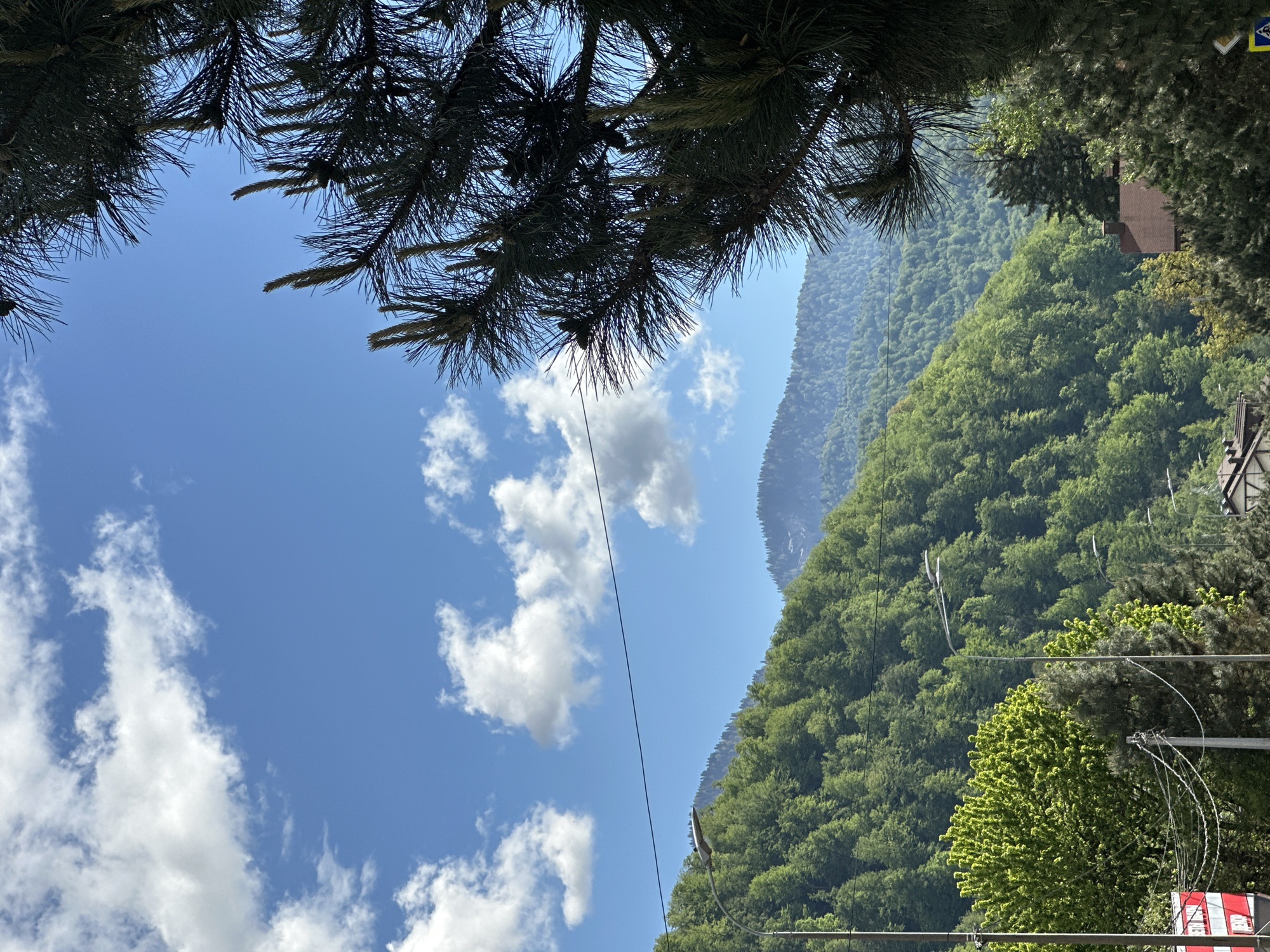 Afternoon mountain outing with Bernese Mountain Dog in Krasnaya Polyana