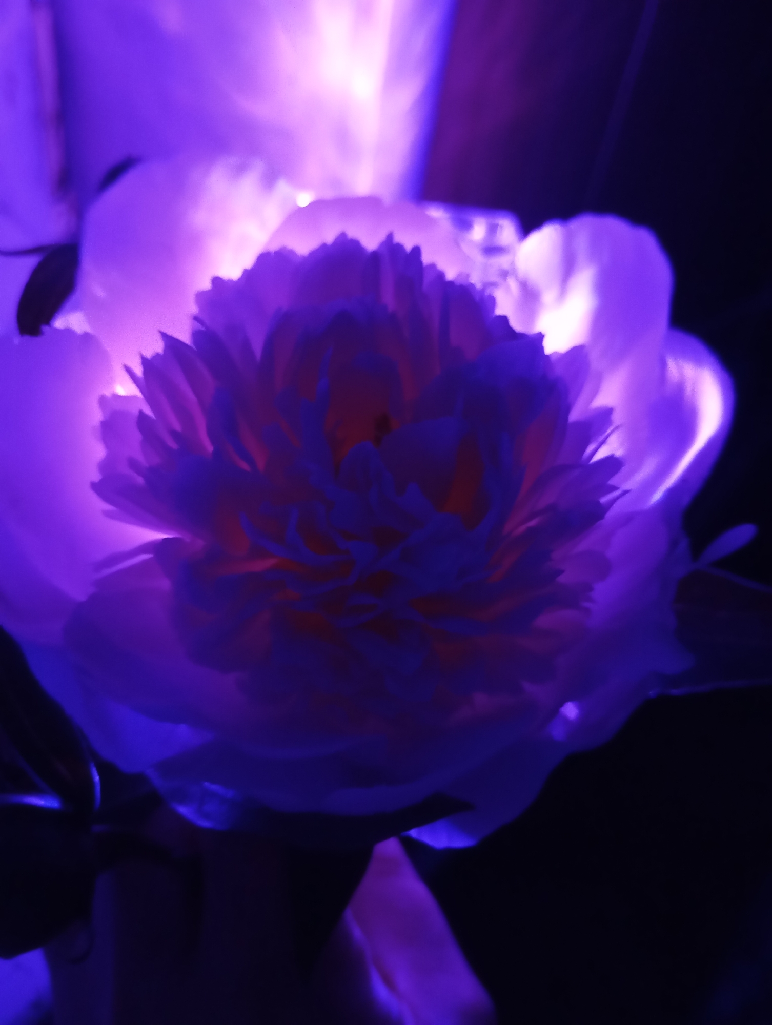Artistic peony photography session with colored lighting in Russia