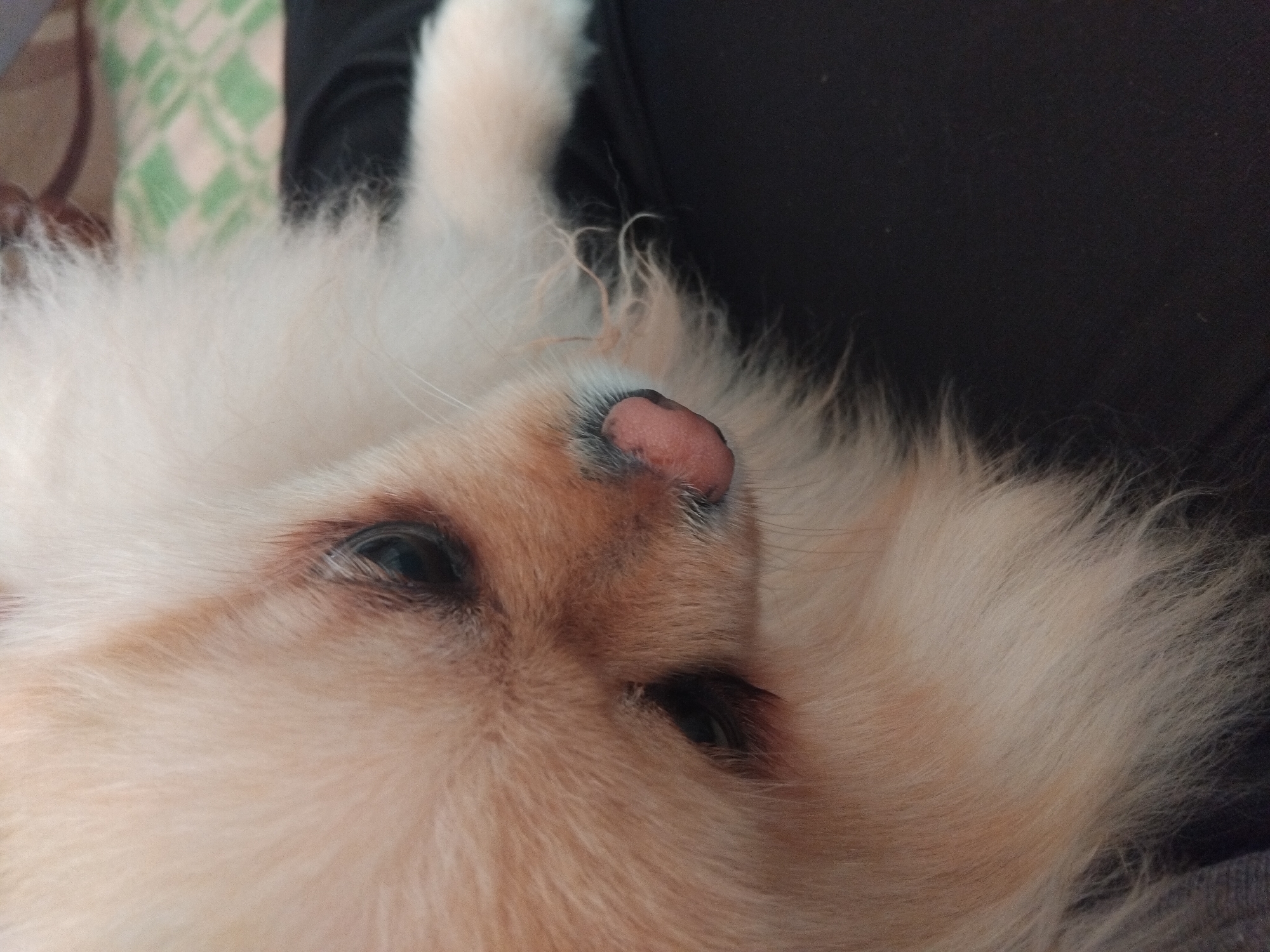 Small dog naps peacefully on owner's lap in Bulgaria