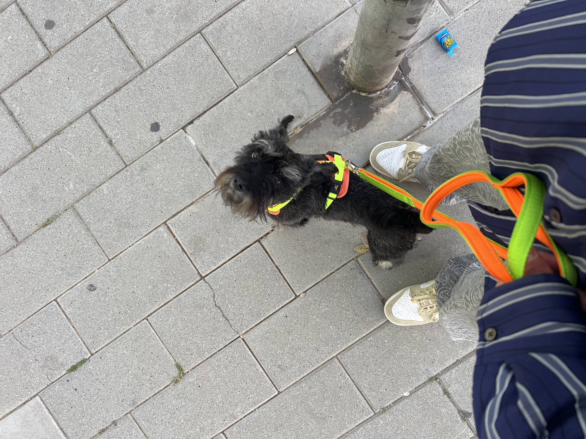 Dog in colorful harness photographed on Badalona sidewalk