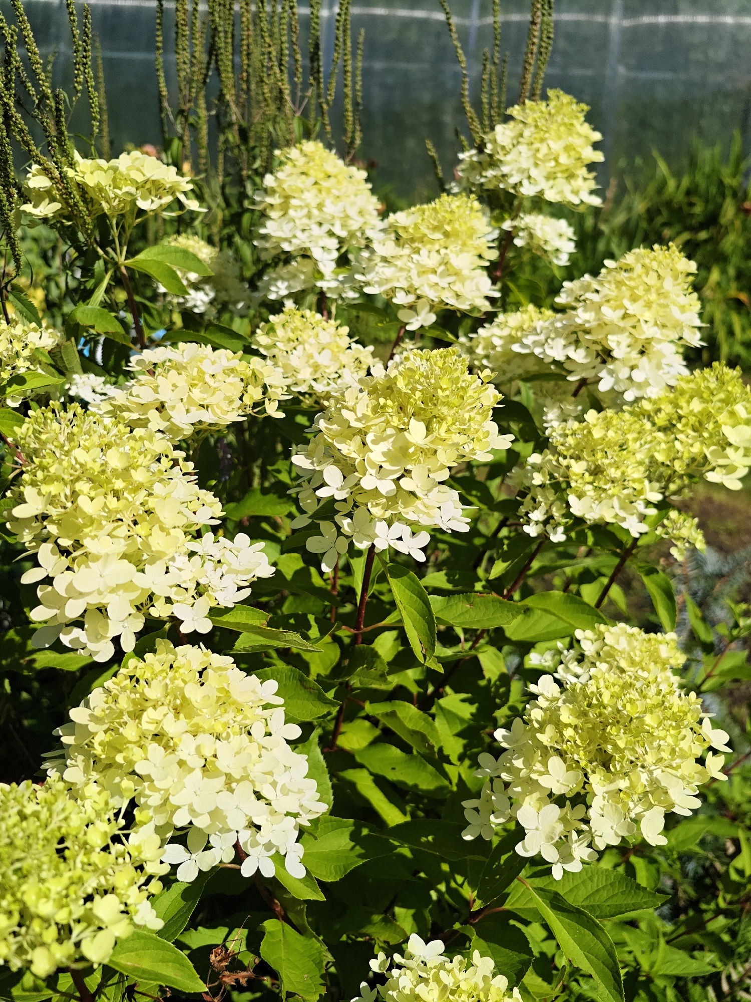 Dubki backyard garden in peak summer bloom and fruiting