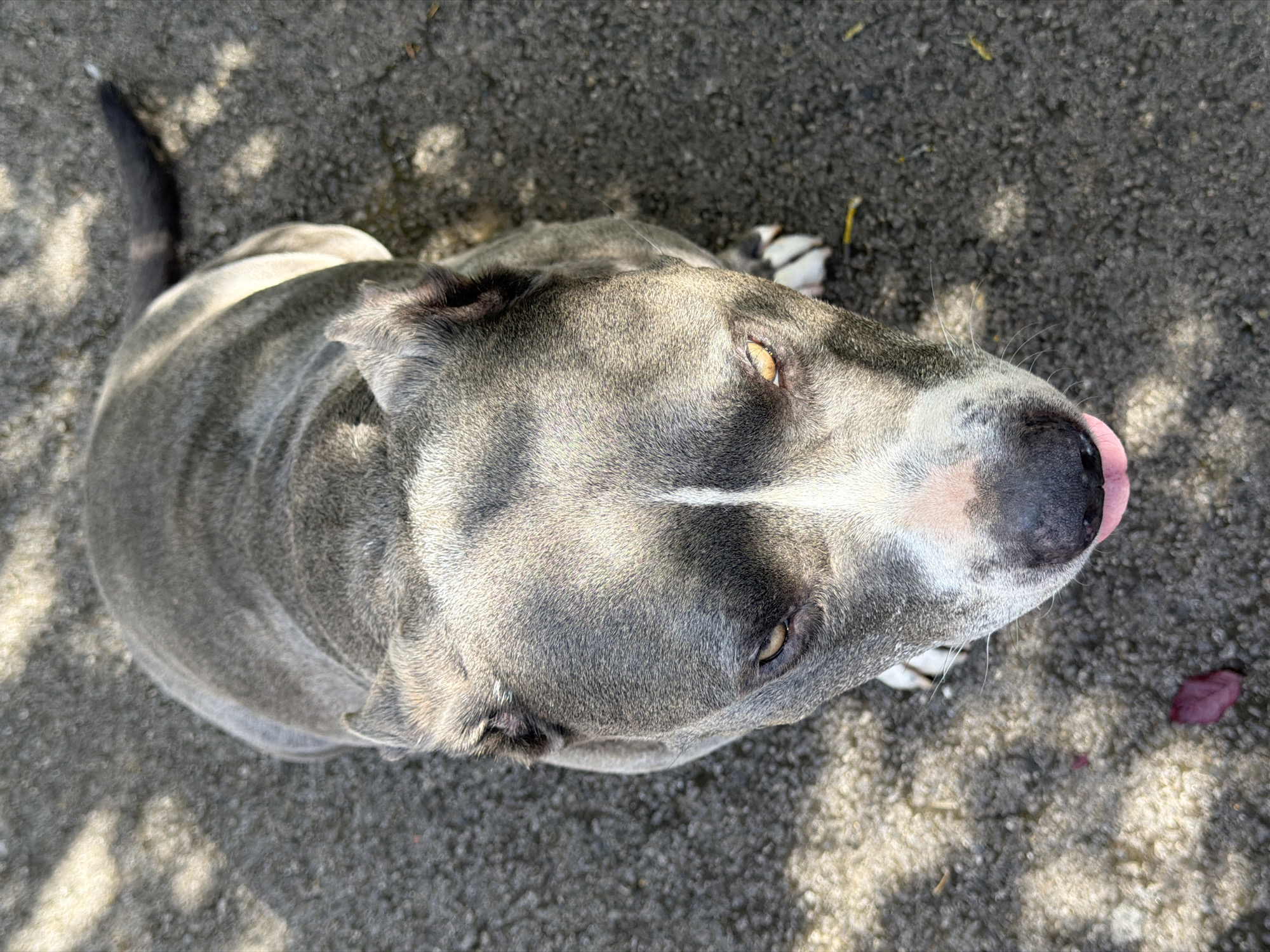 Esch-sur-Alzette's grey Pitbull earns local legend status