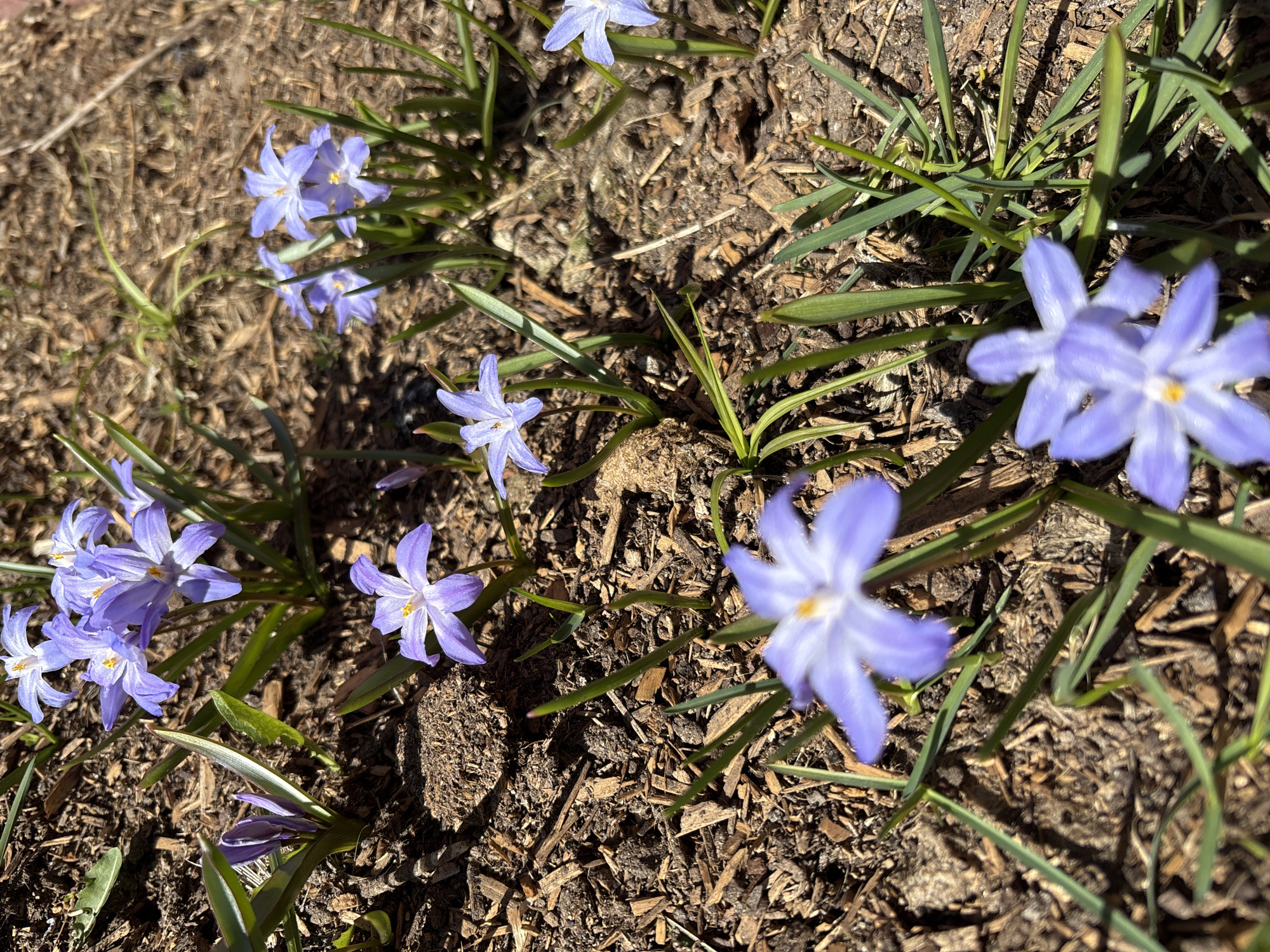 Spring wildlife and flowers observed in rural Russian village