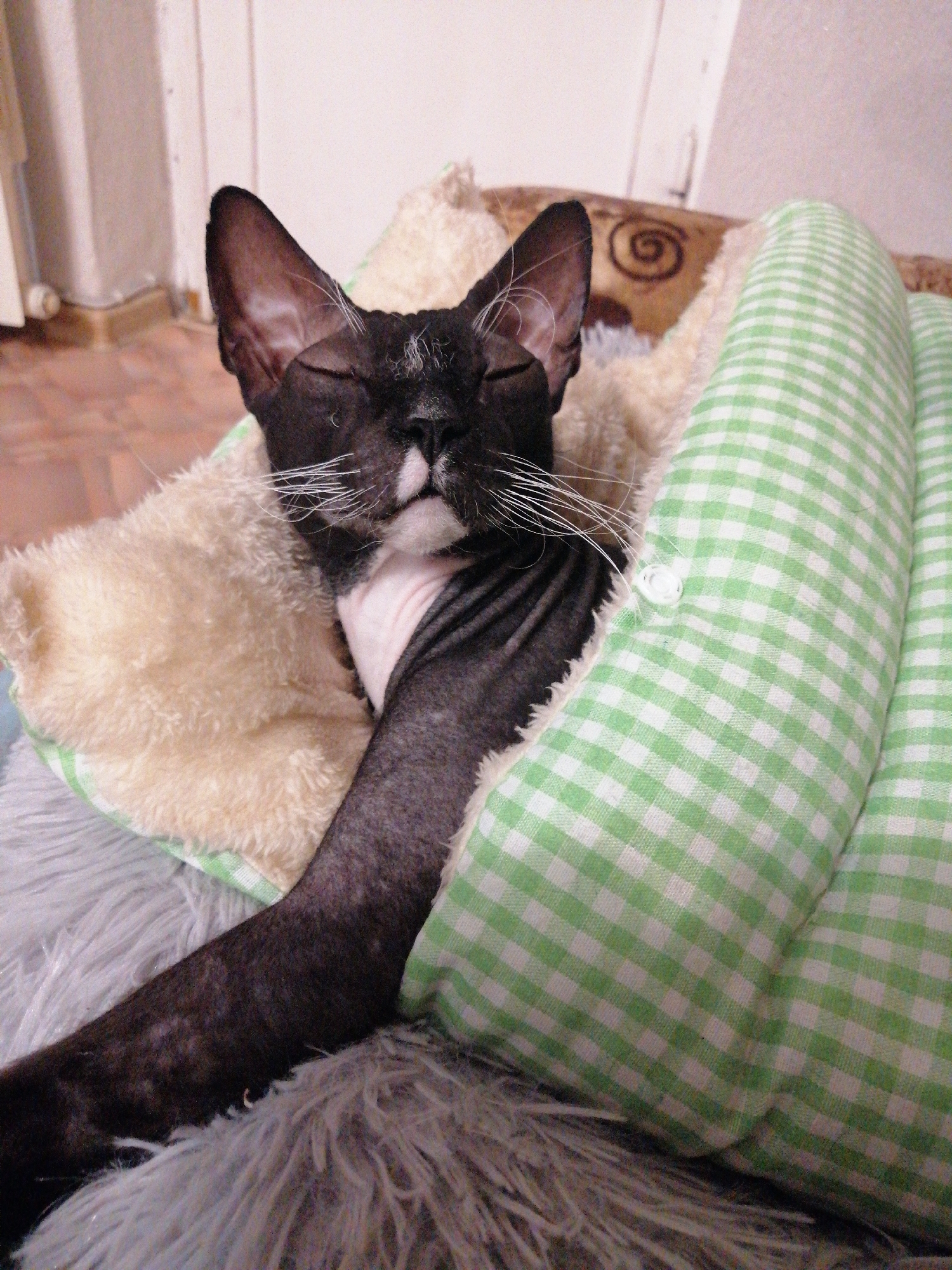 Cats nap peacefully across Pavlodar homes during evening hours