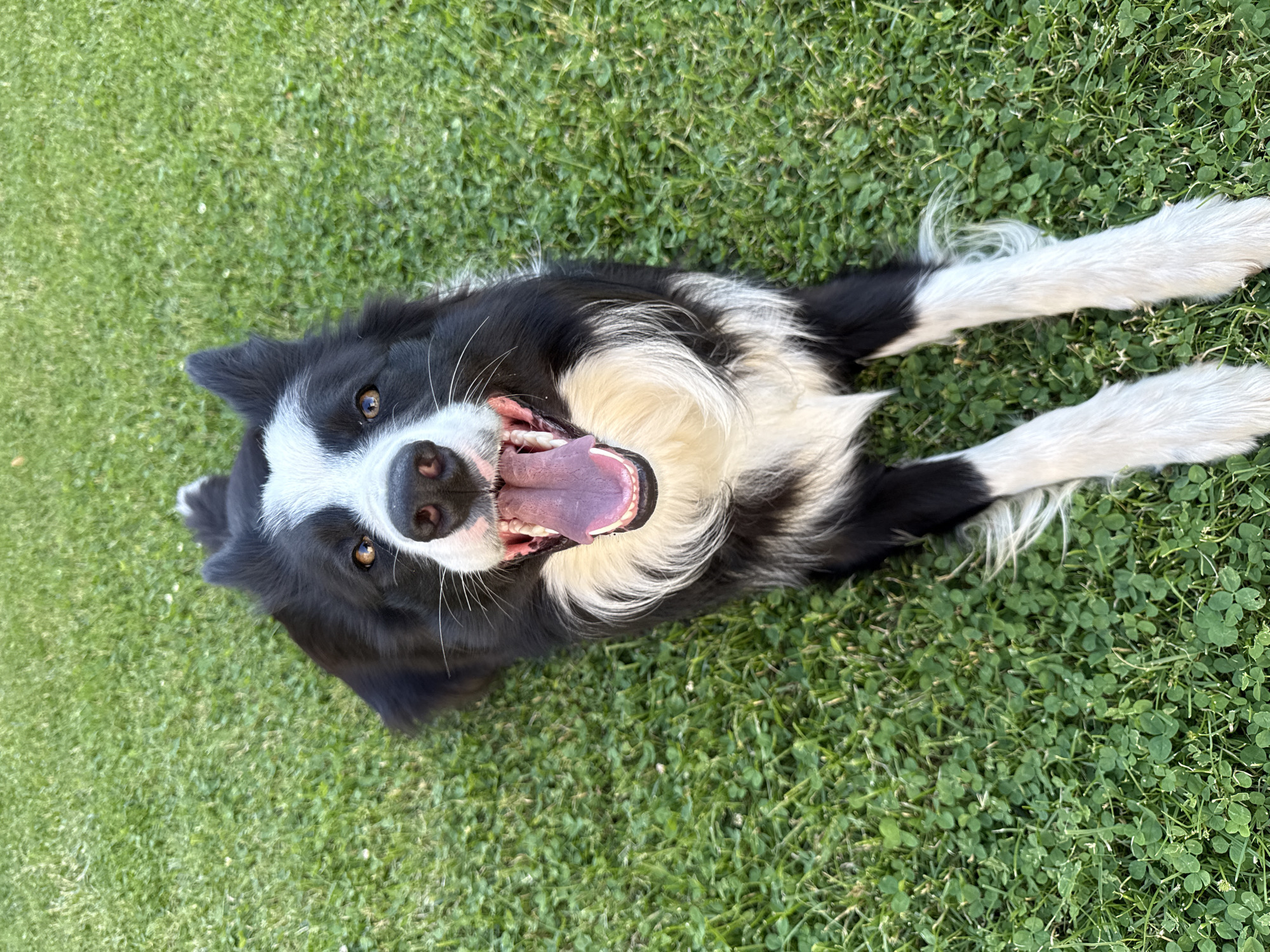 Border Collie plays on lawn in Bulgarian town