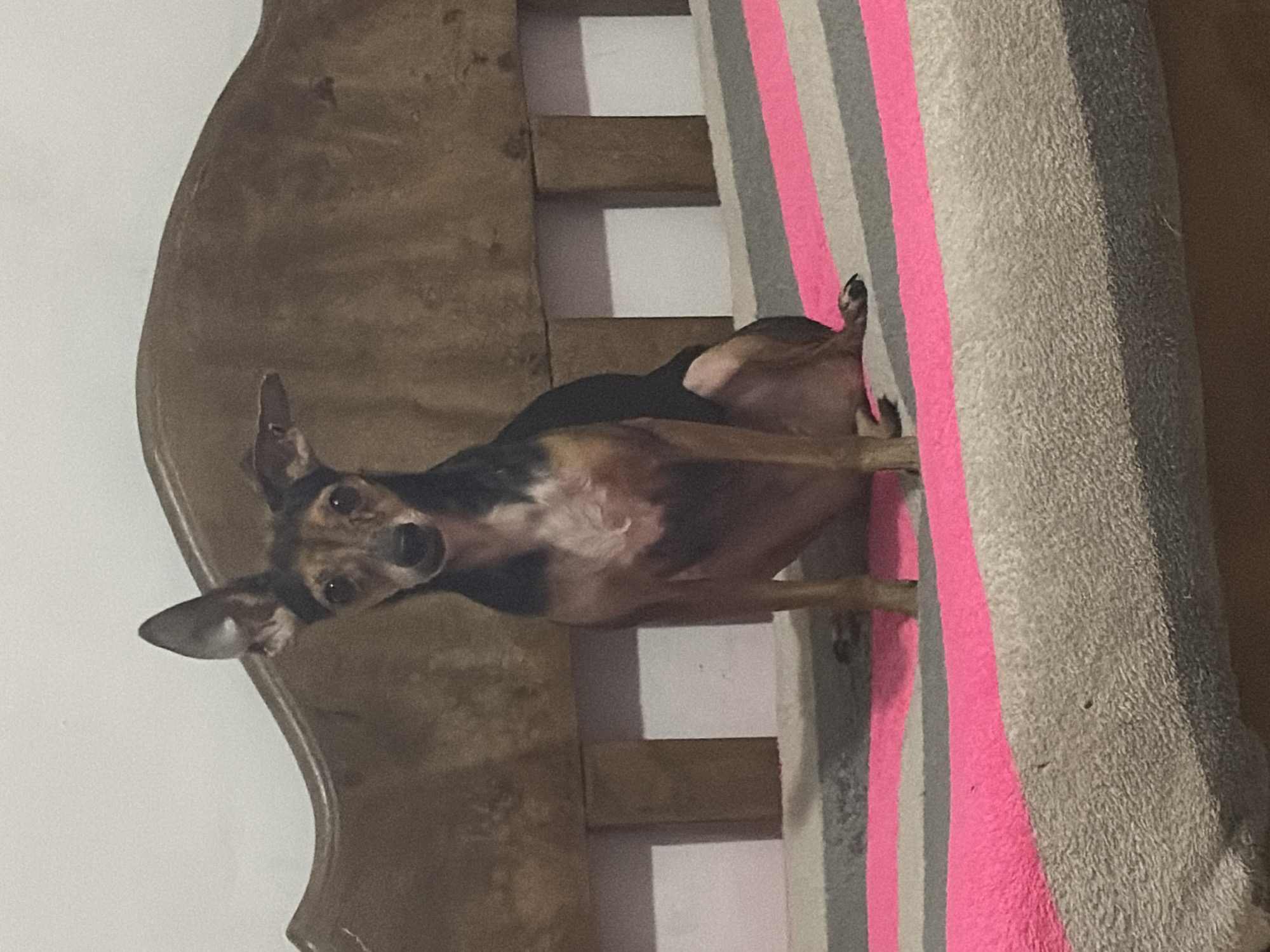 Dog rests on striped cushion in Ciudad Guayana