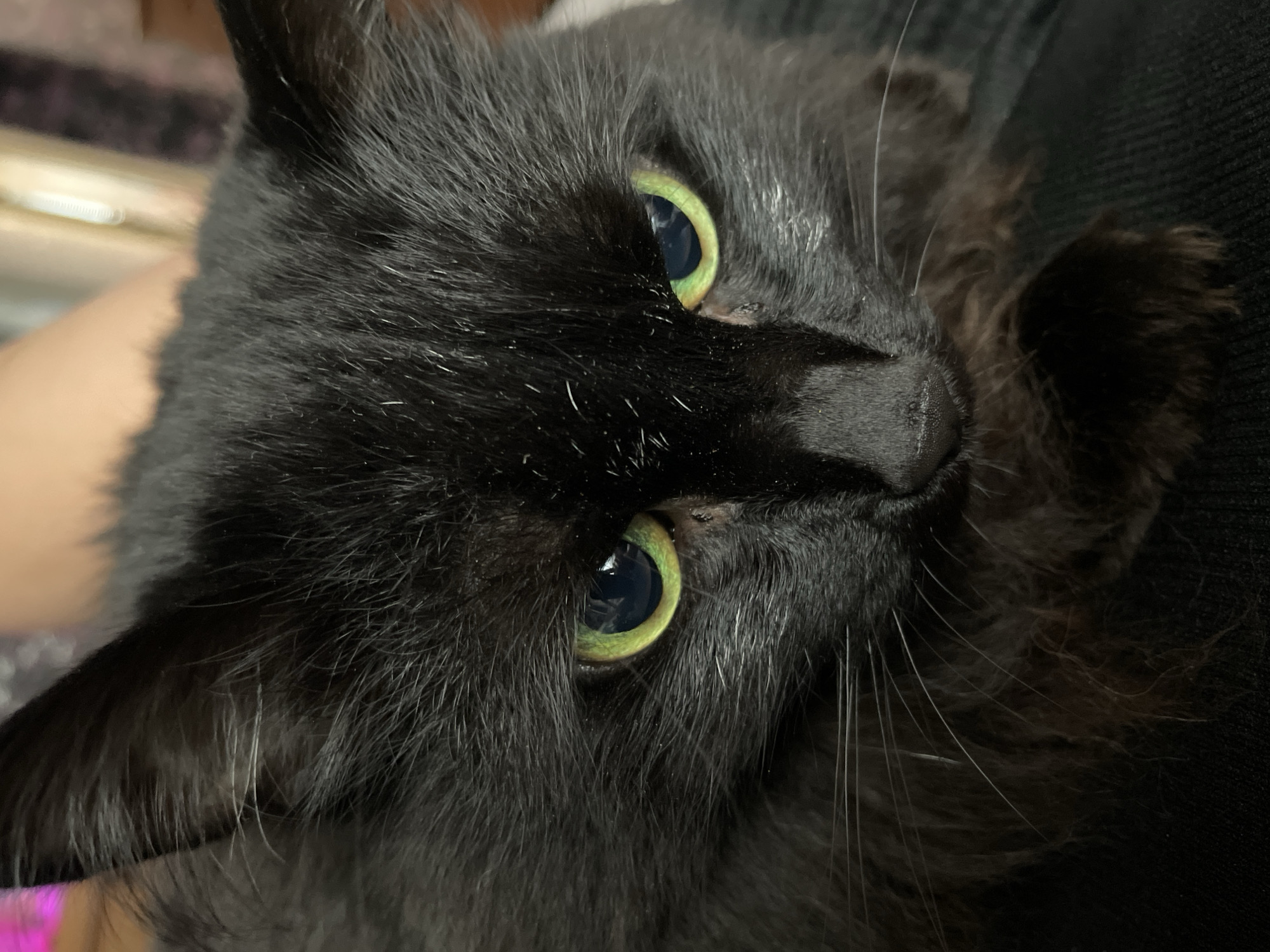 Black cat and a glowing aquarium, indoors in Surgut