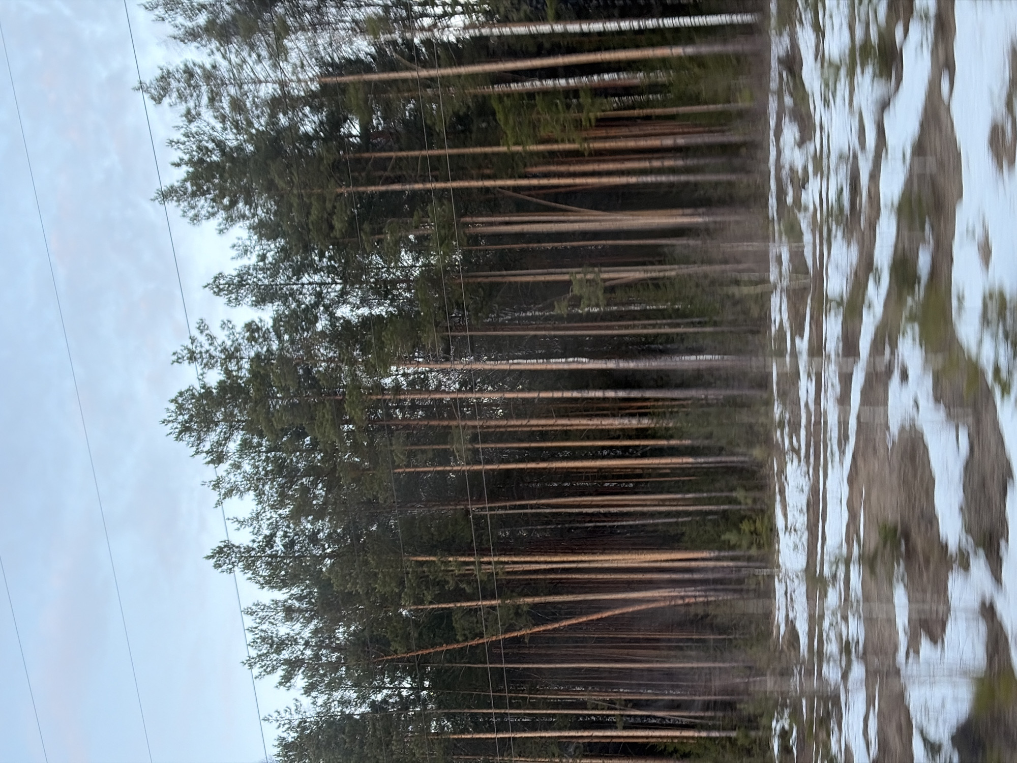 Forest and cloud formations observed in Novyi, Russia