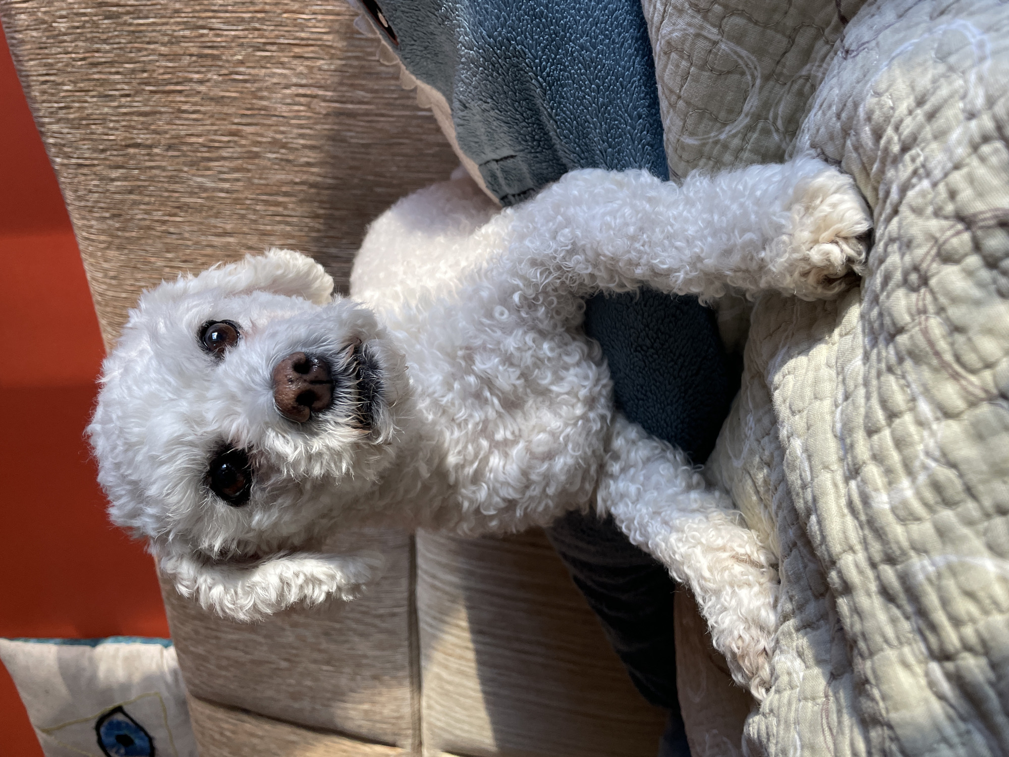 White Bichon Frise dog rests on bed and sofa