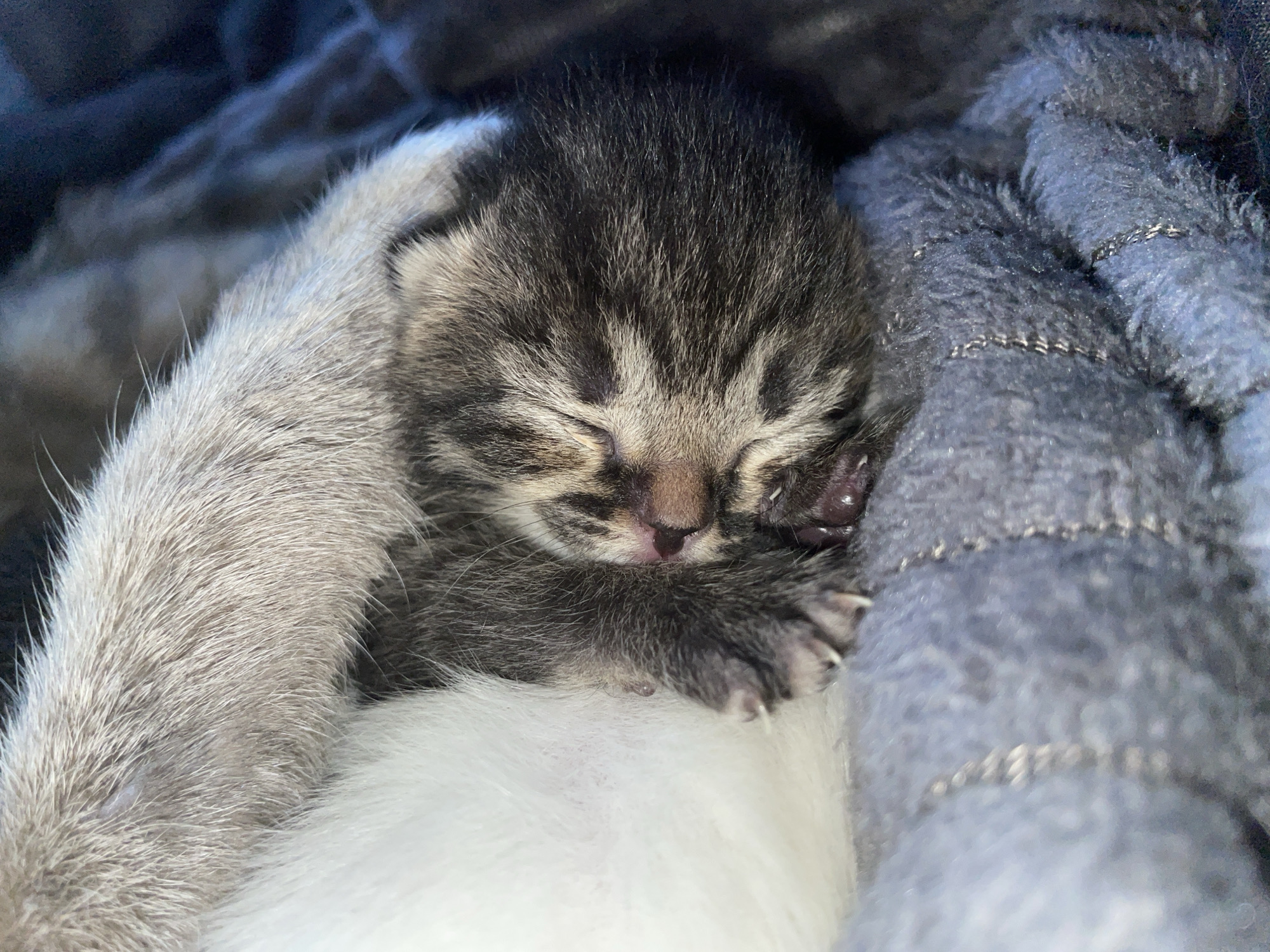 Newborn tabby kitten photographed sleeping in Russia