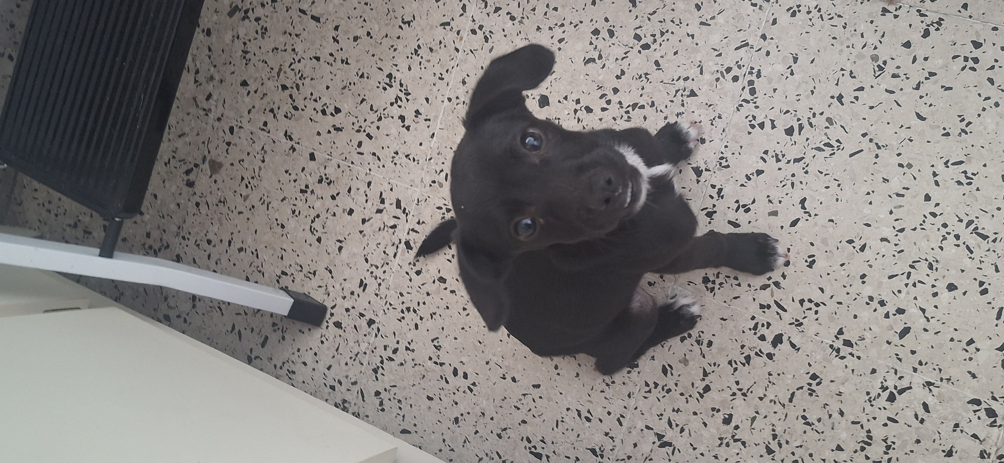 Two dogs photographed on terrazzo floor in Ponce
