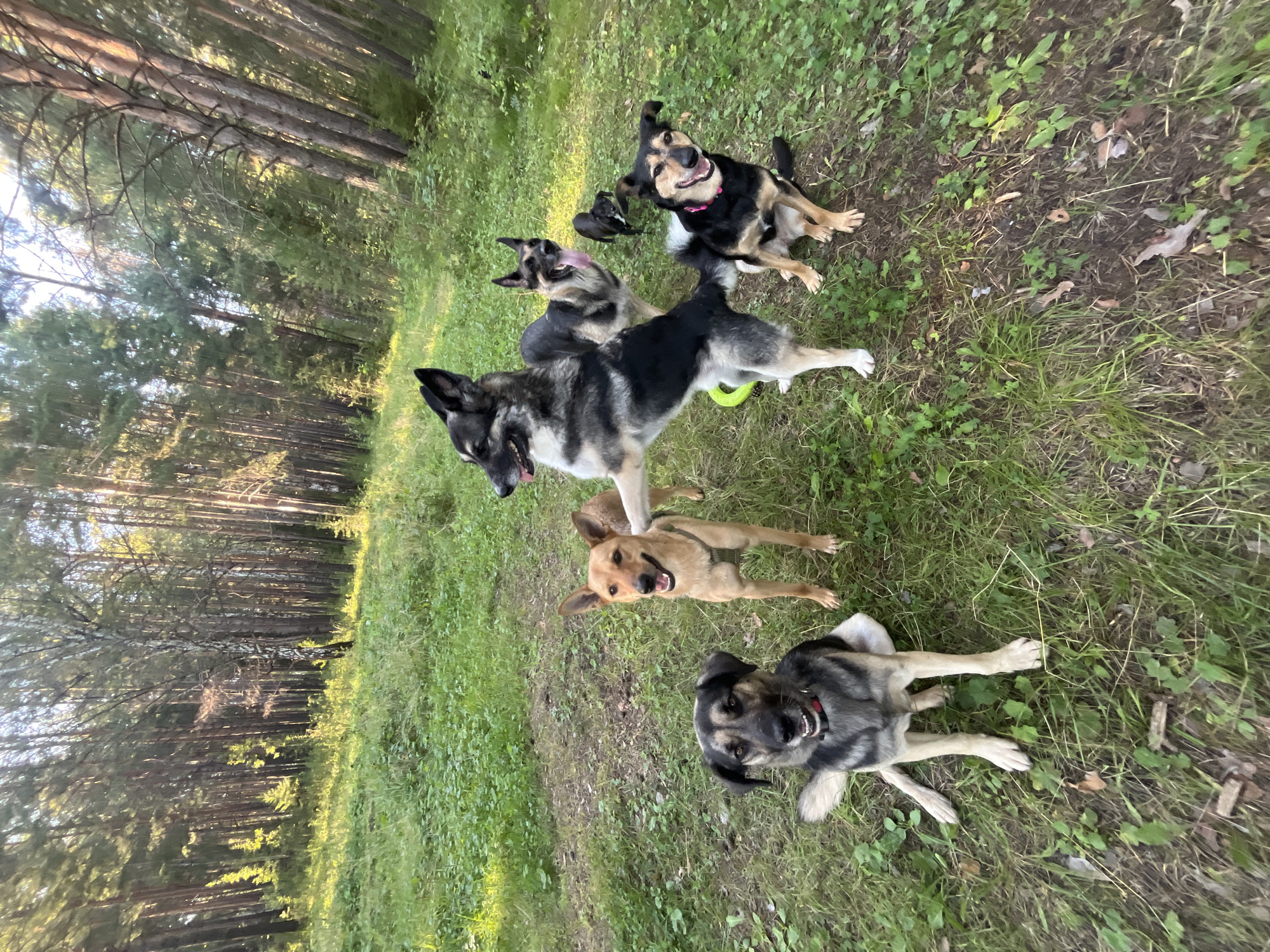 Dogs running and playing in a Nizhny Tagil forest clearing