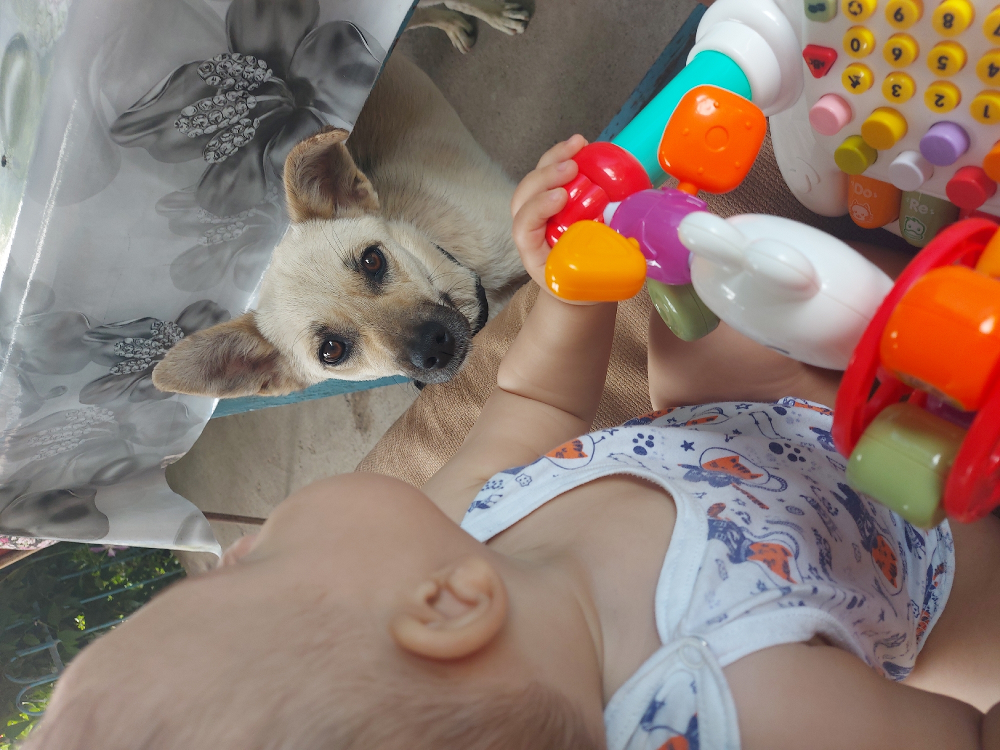 Baby plays with toy as dog watches in Tavaksay