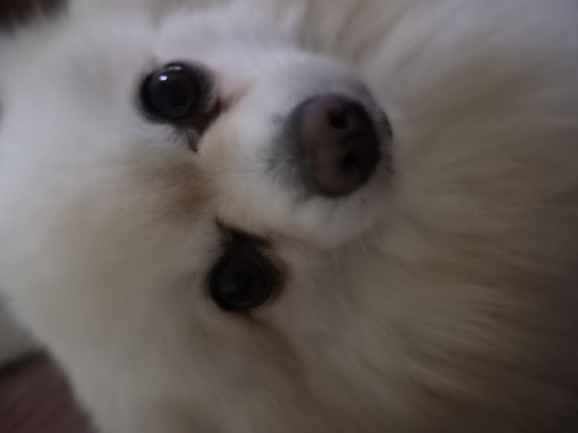 Two Pomeranians relax on couch with owner in Barcelos
