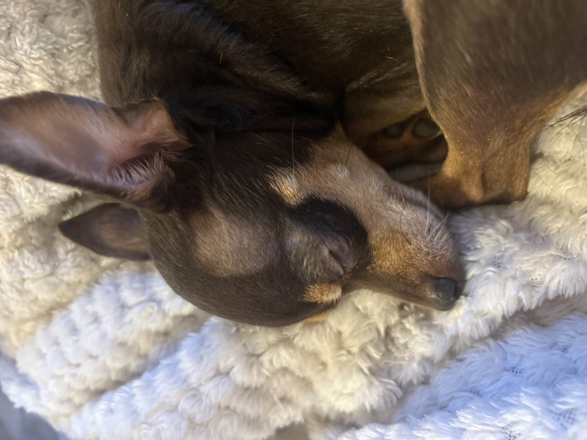 Dog naps among plush toys in London home