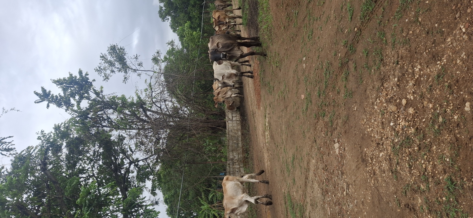 Woman documents cattle herding in rural Vallecito, Venezuela
