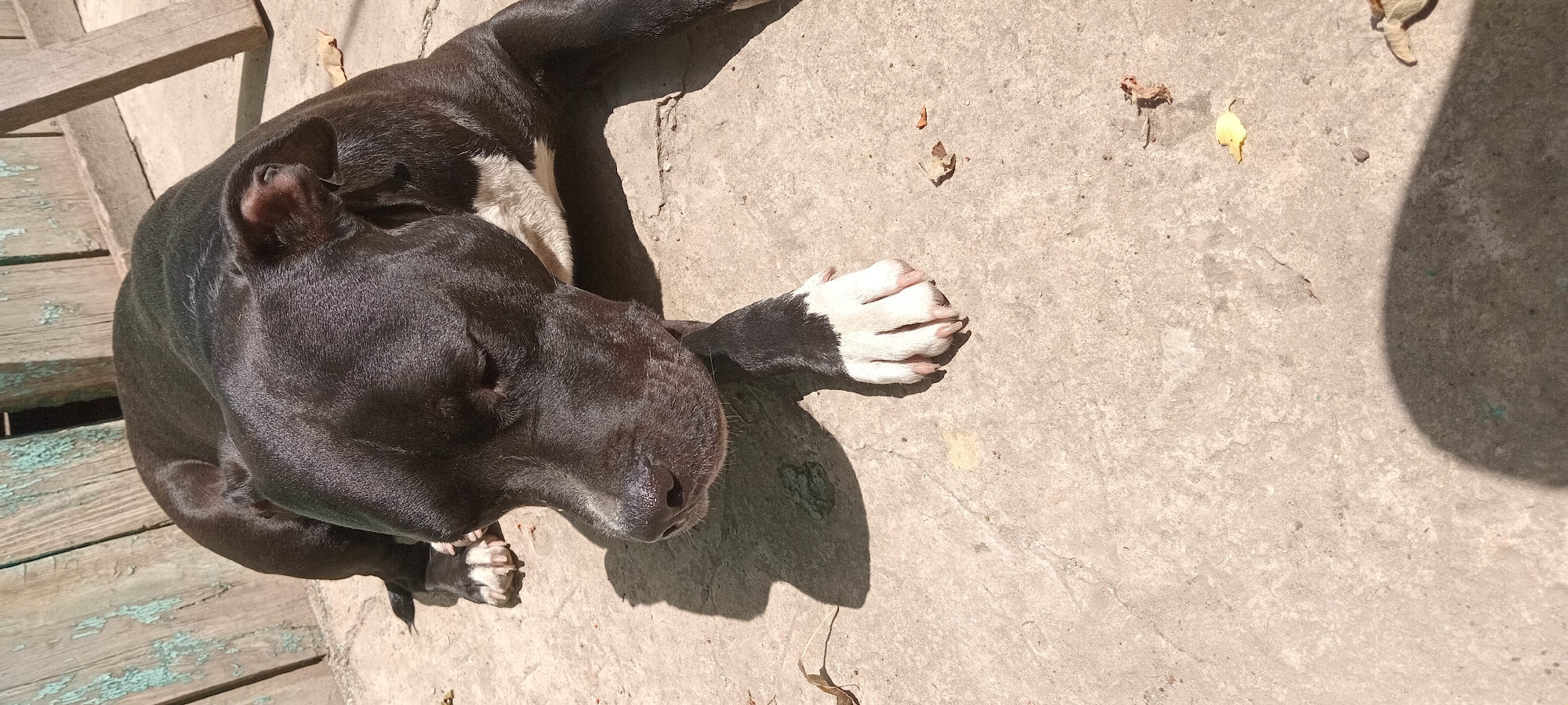 Morning snapshots capture pets, plants, and produce in quiet moments