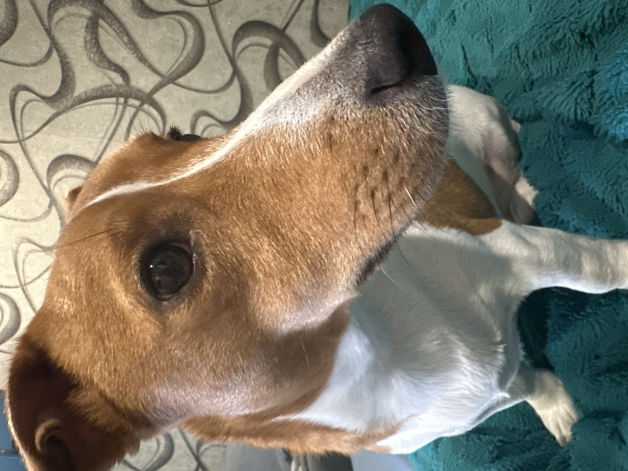 Jack Russell Terrier relaxing on a teal blanket in Uray