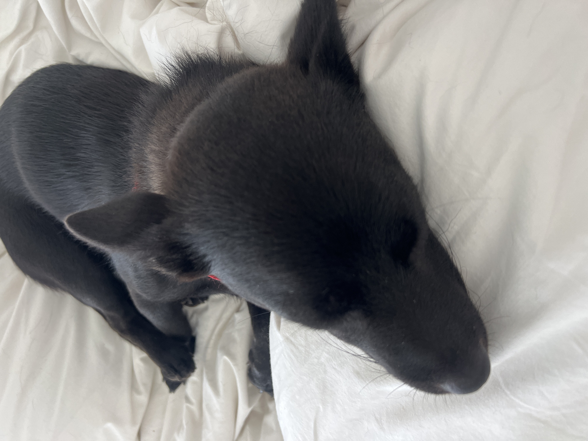 Black dog sleeps peacefully on white bed wearing red collar