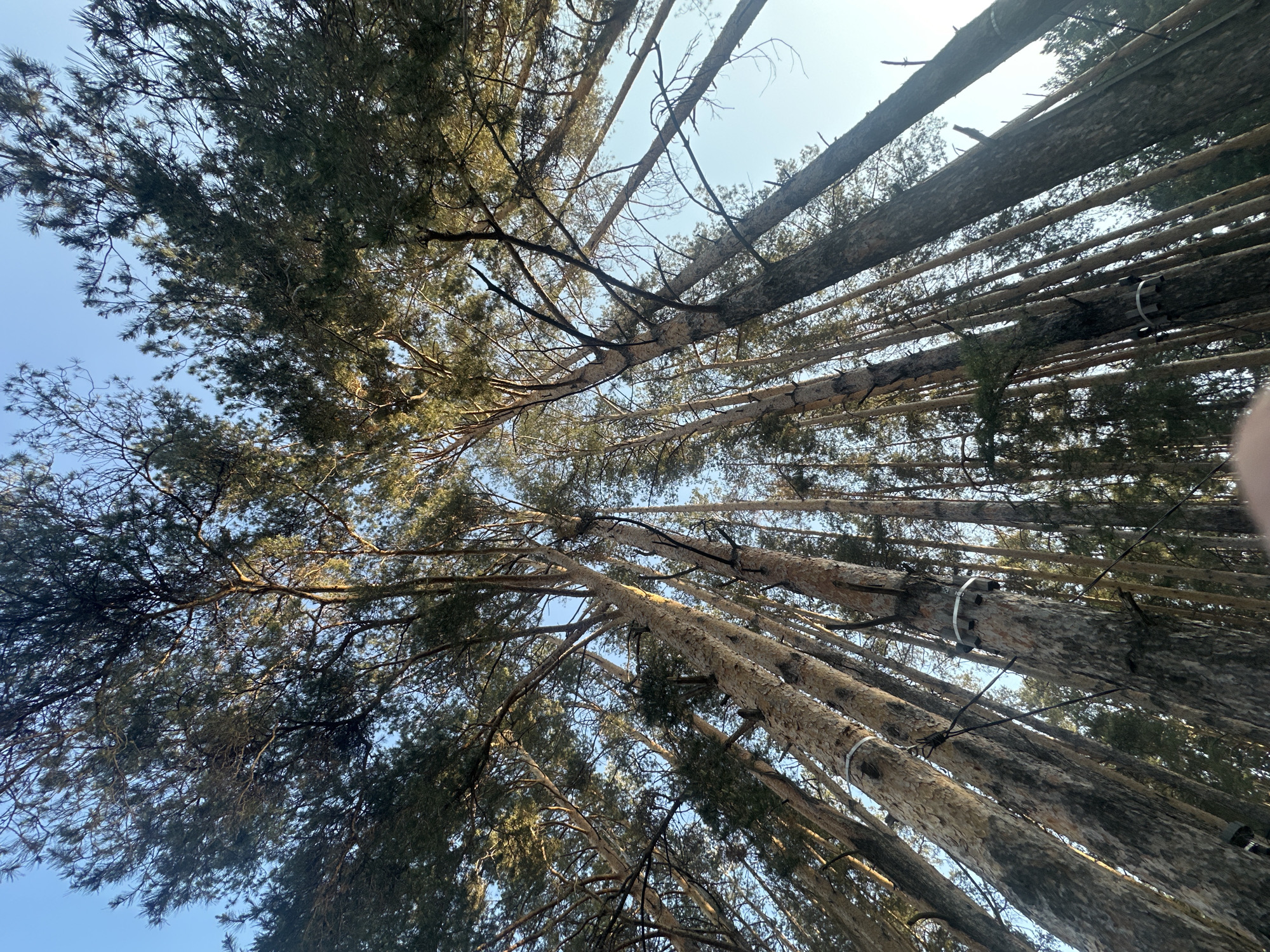 Trees documented along road and forest in Neftekamsk