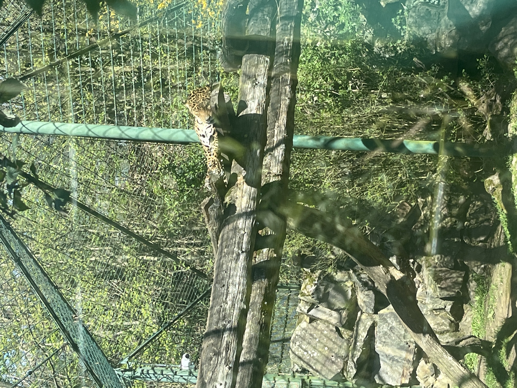 Zoo visitor documents tapir, piranha, and jaguar at Saarbrücken