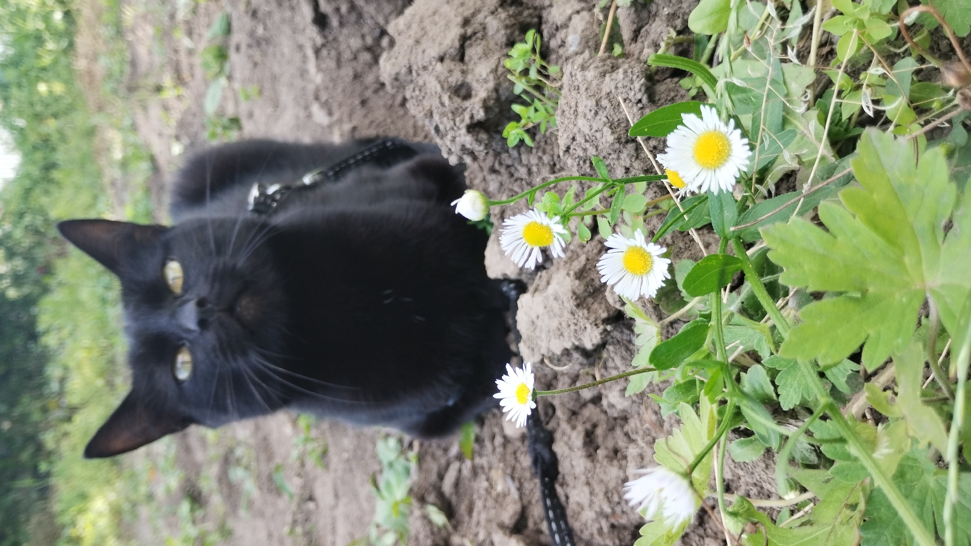 Black cat on a leash explores a daisy patch in the dirt