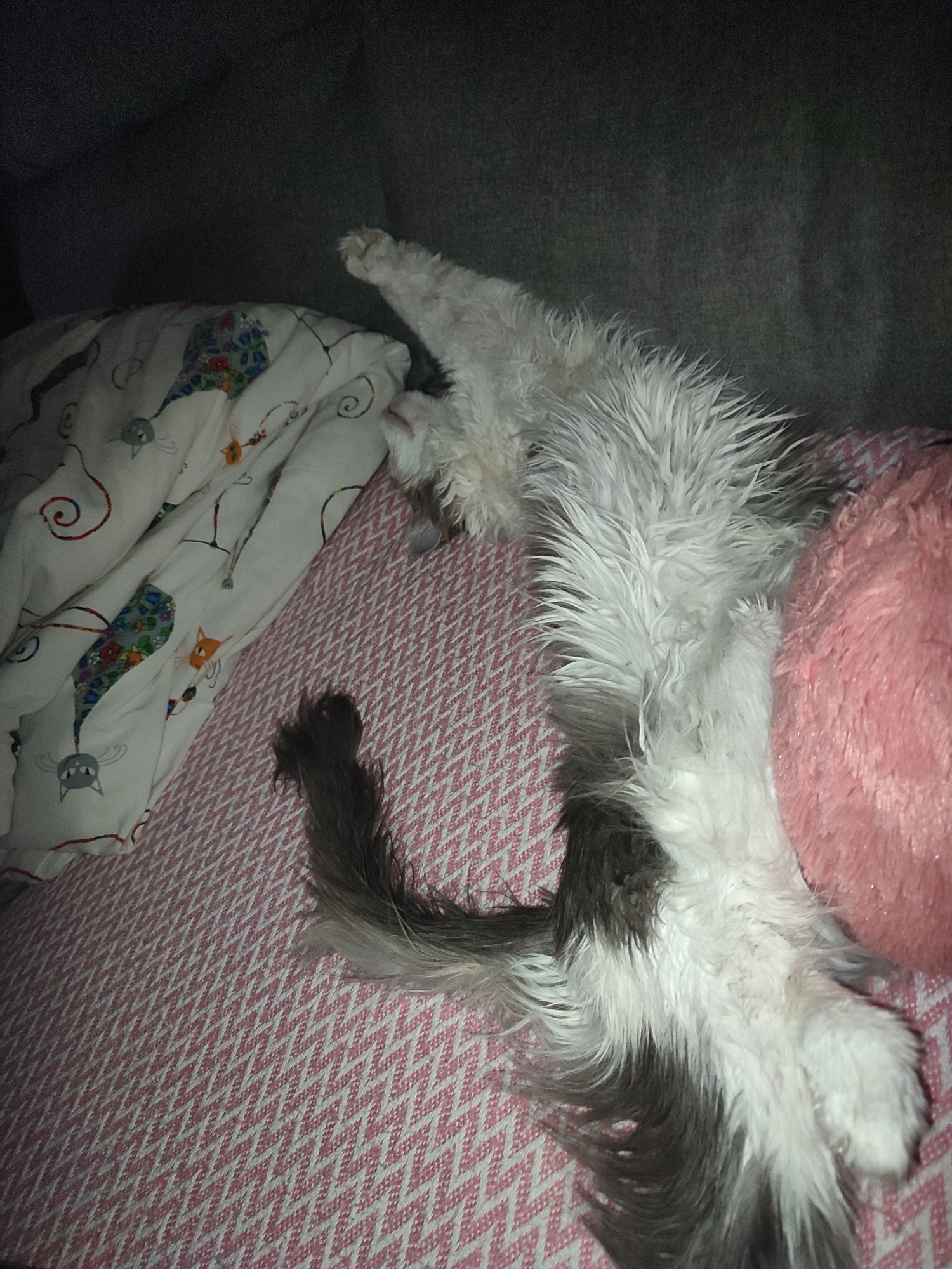 Dog relaxes on bed in Gremyachinsk home