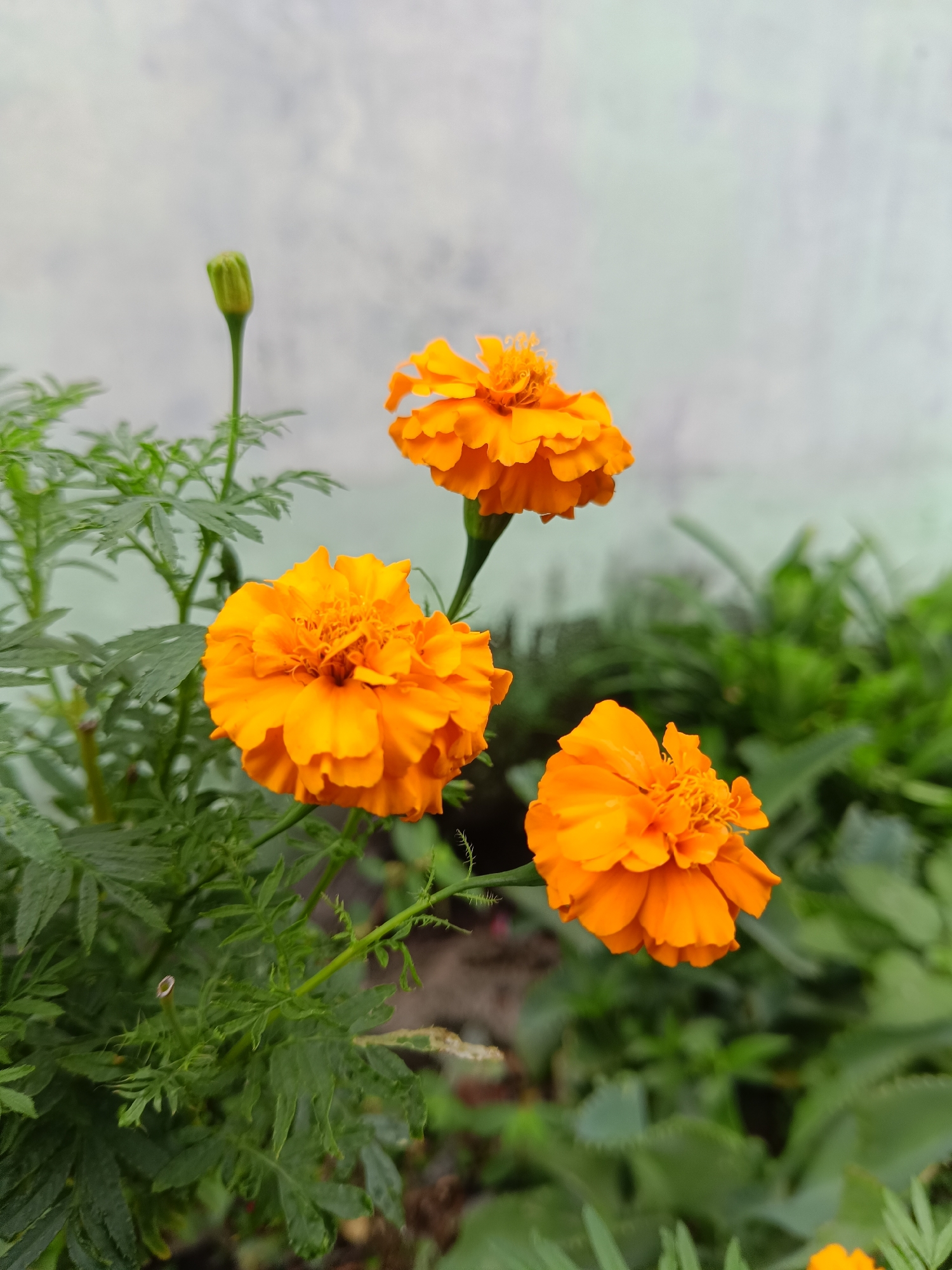 Spring flowers bloom in Indonesian garden setting