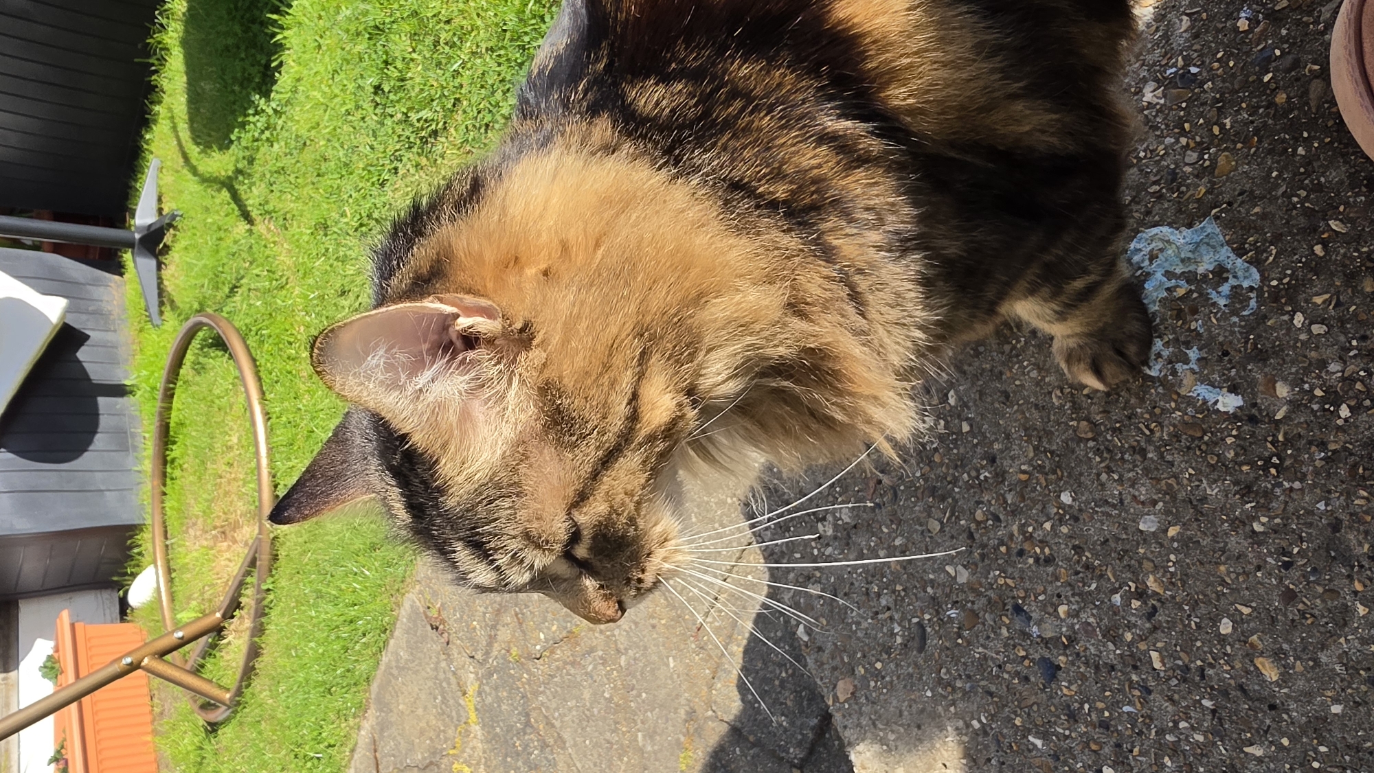 Tabby cat enjoys petting session on London patio