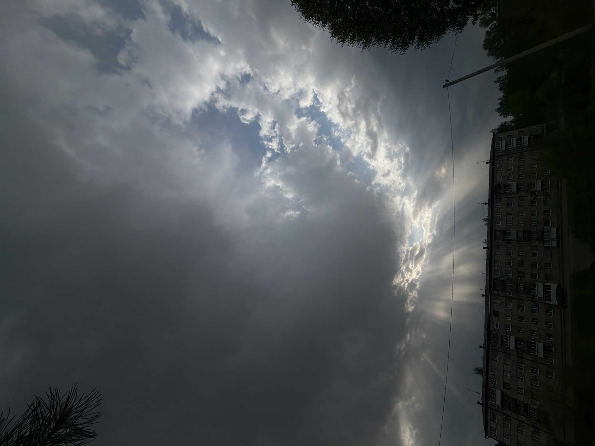 Spring blooms documented in Birobidzhan amid cloudy morning skies