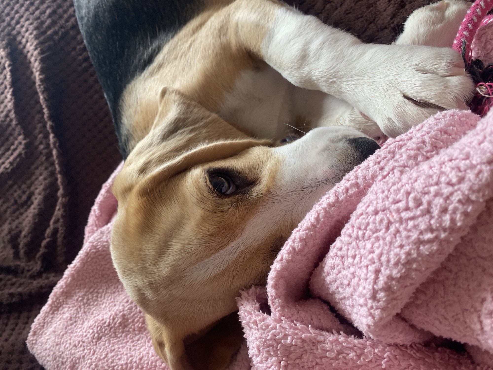 Slow morning in Perm with a sleepy beagle