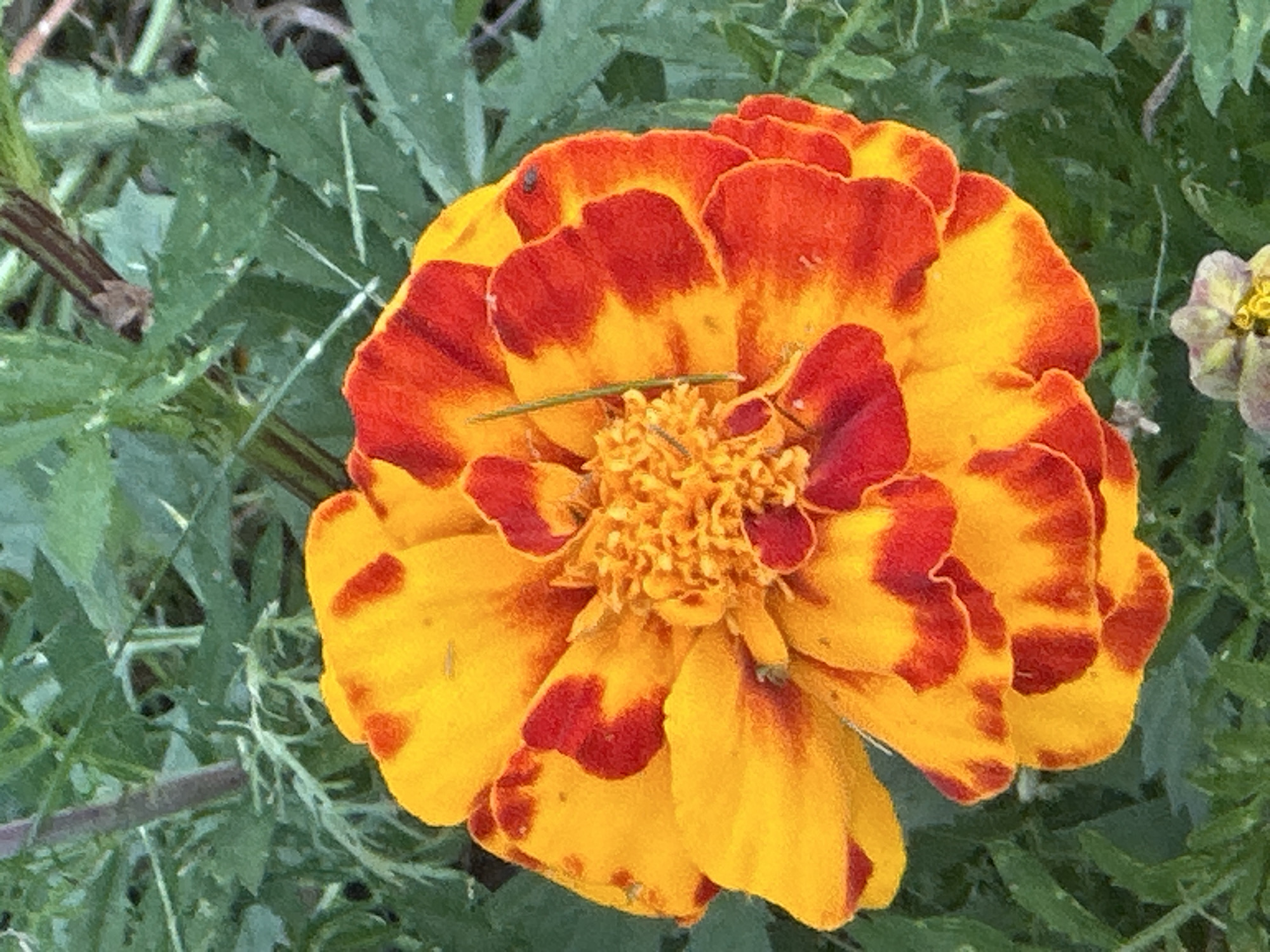 Garden blooms and groundwork crew in Podolsk