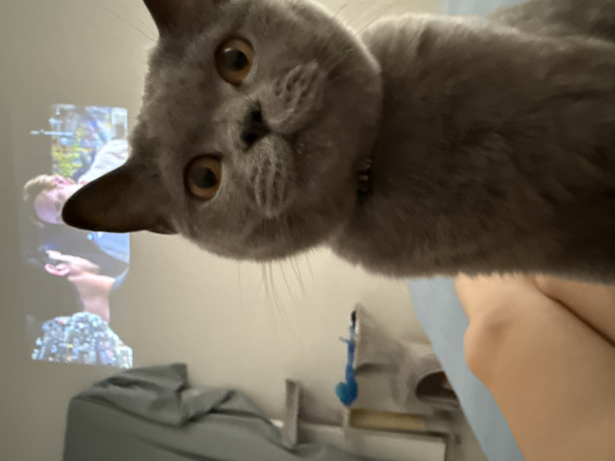 Grey cat soaks up lap time in a Zielona Góra home