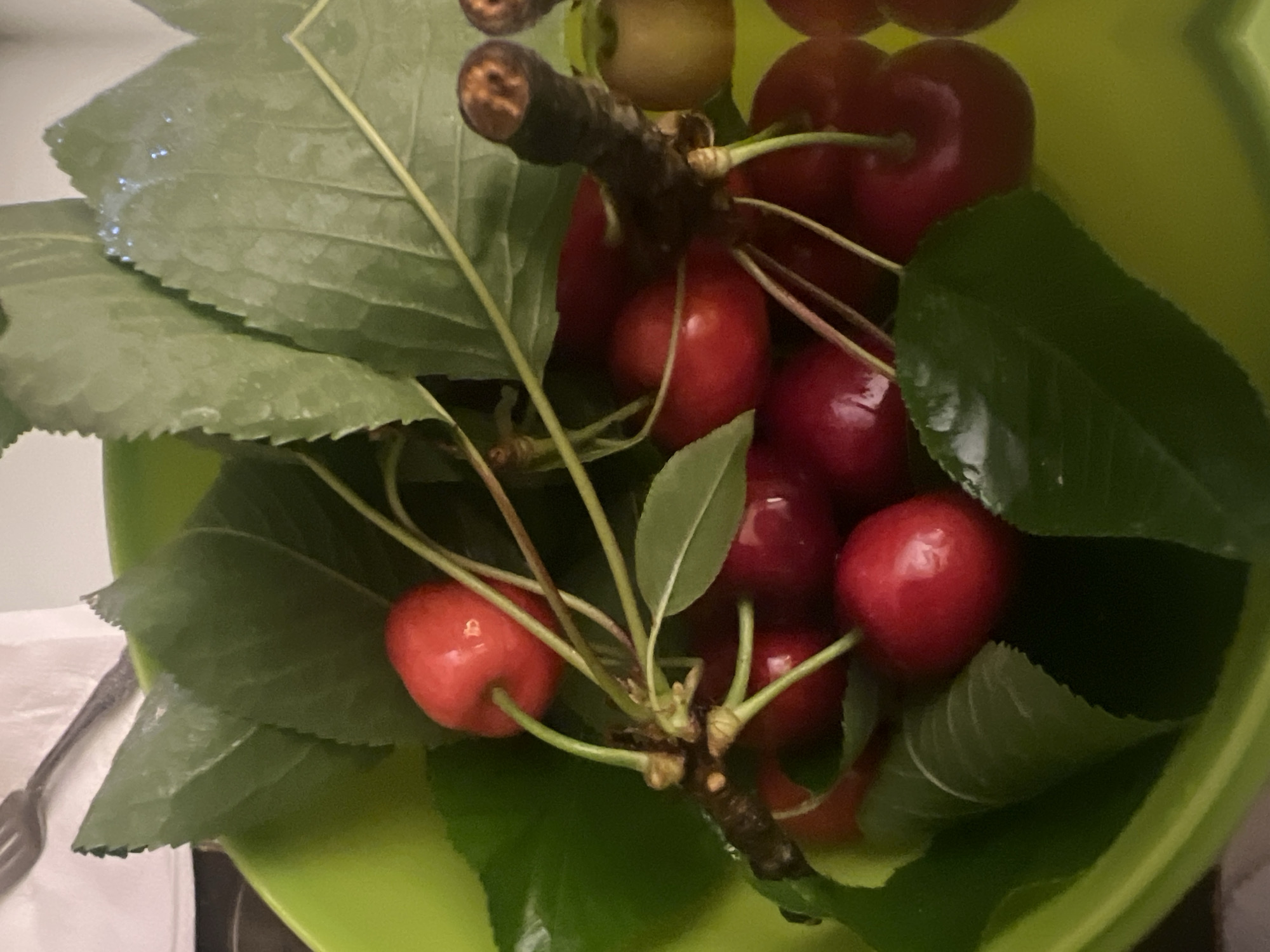 Fresh cherries photographed in bowl in Salou, Spain