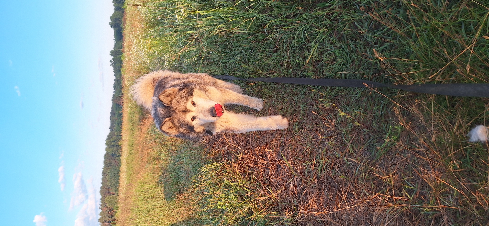 Malamute roaming a wildflower meadow on a summer afternoon