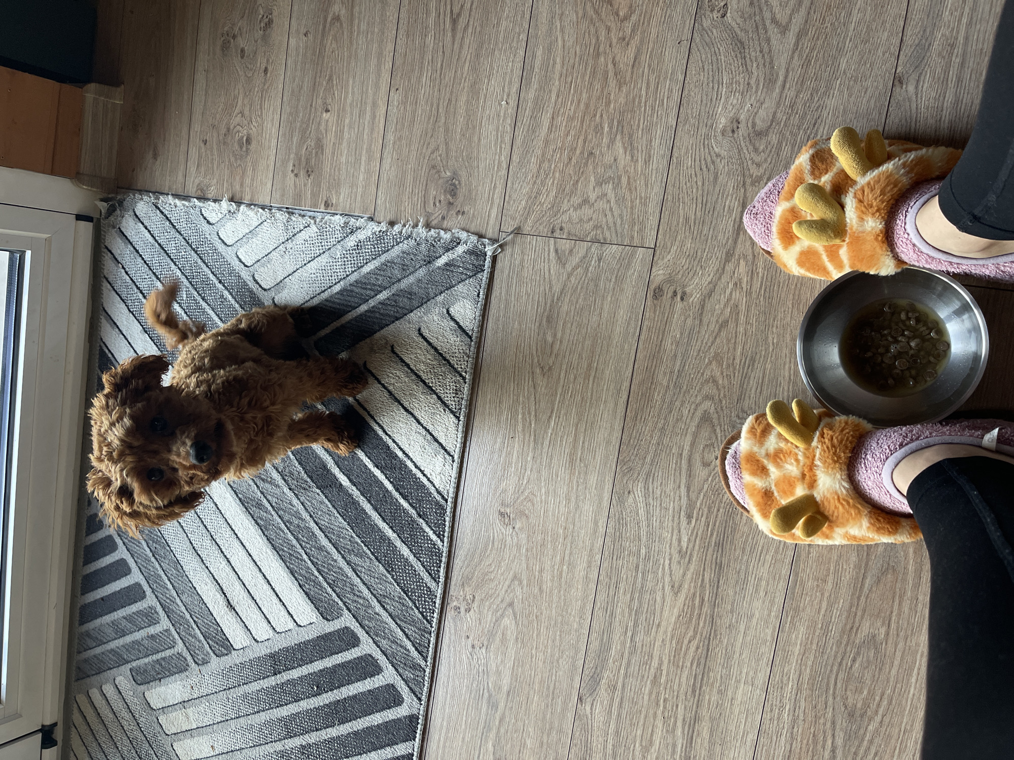 Early morning bonding session with pet dog in Sofia home