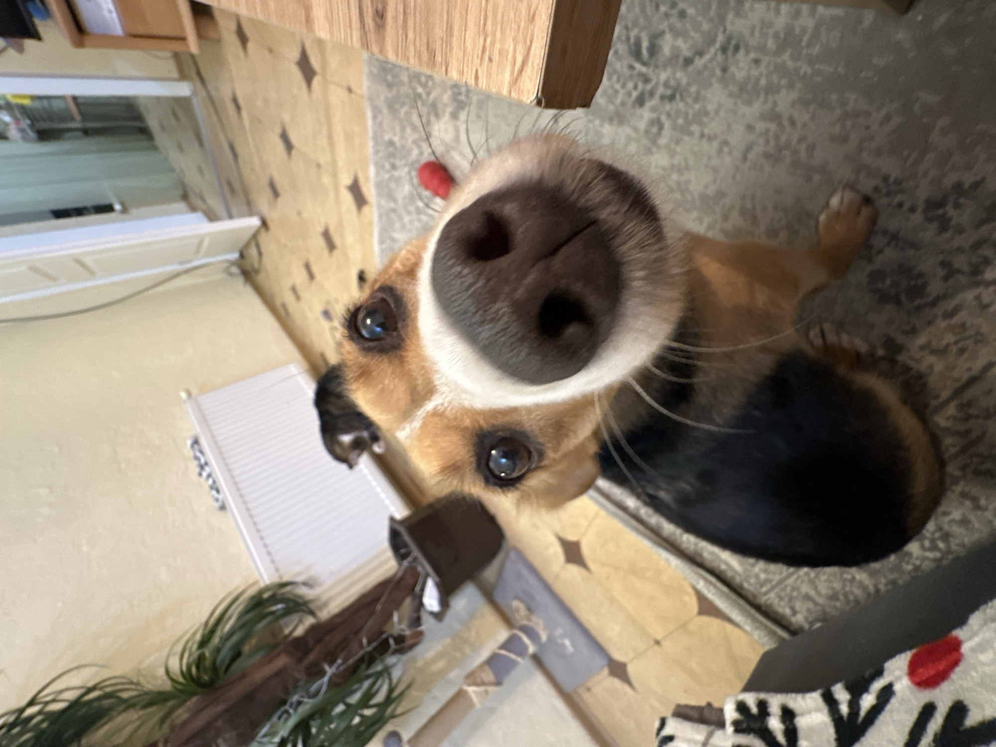 Pet owner documents daily life with dog and cat