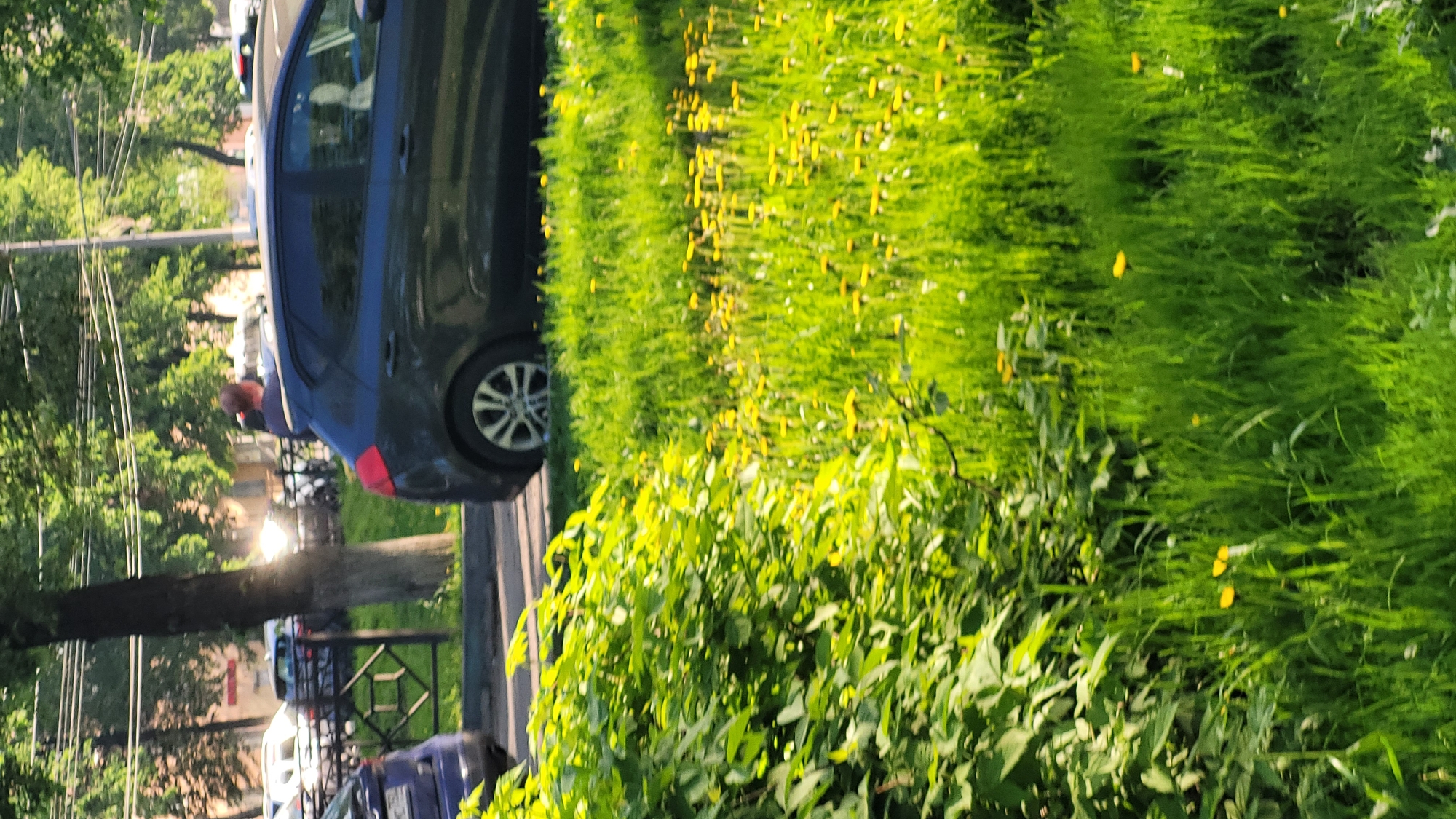Spring morning snapshots capture urban flora and everyday street life