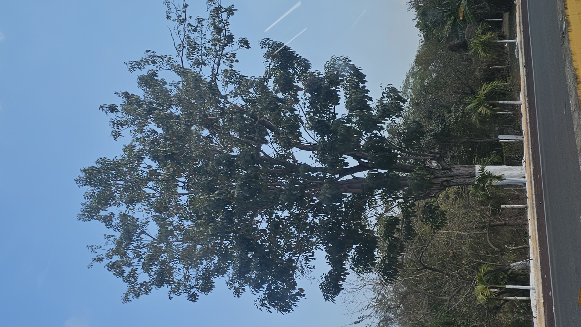 Roadside tree captured in El Salto, Mexico