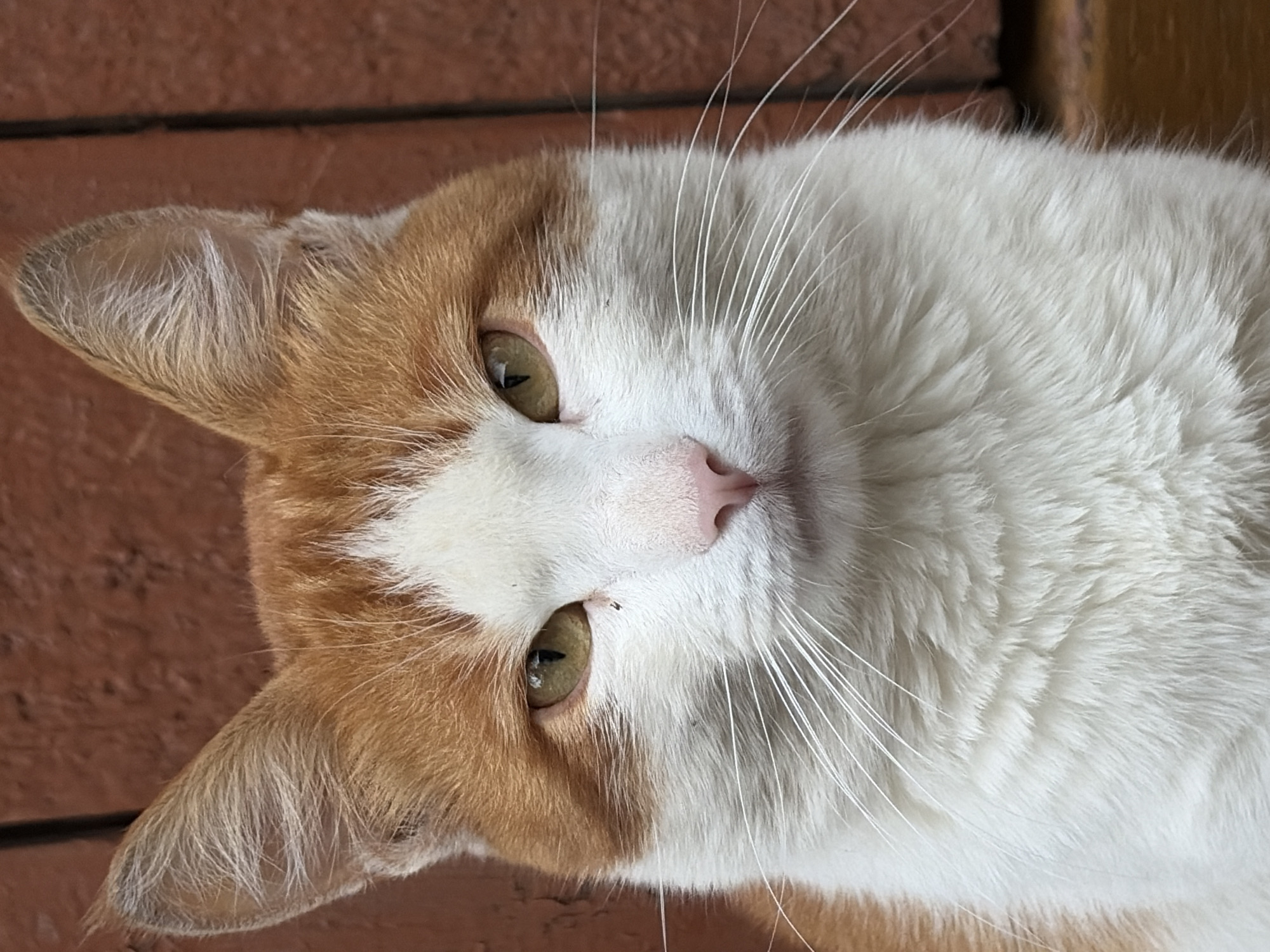 Bicolored cat photographed in portrait in Izhevsk, Russia