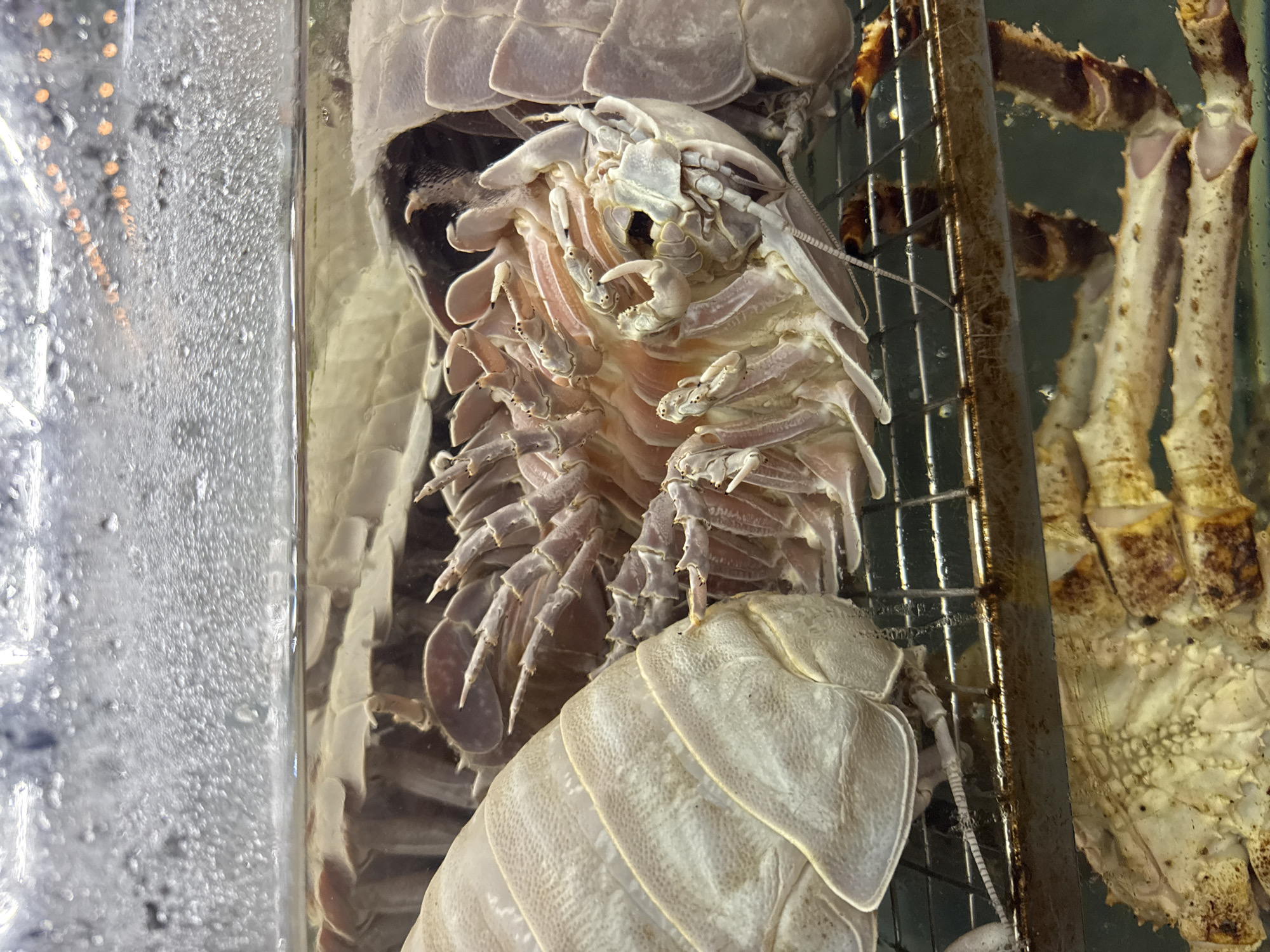 Seafood restaurant displays live marine creatures in Đà Nẵng