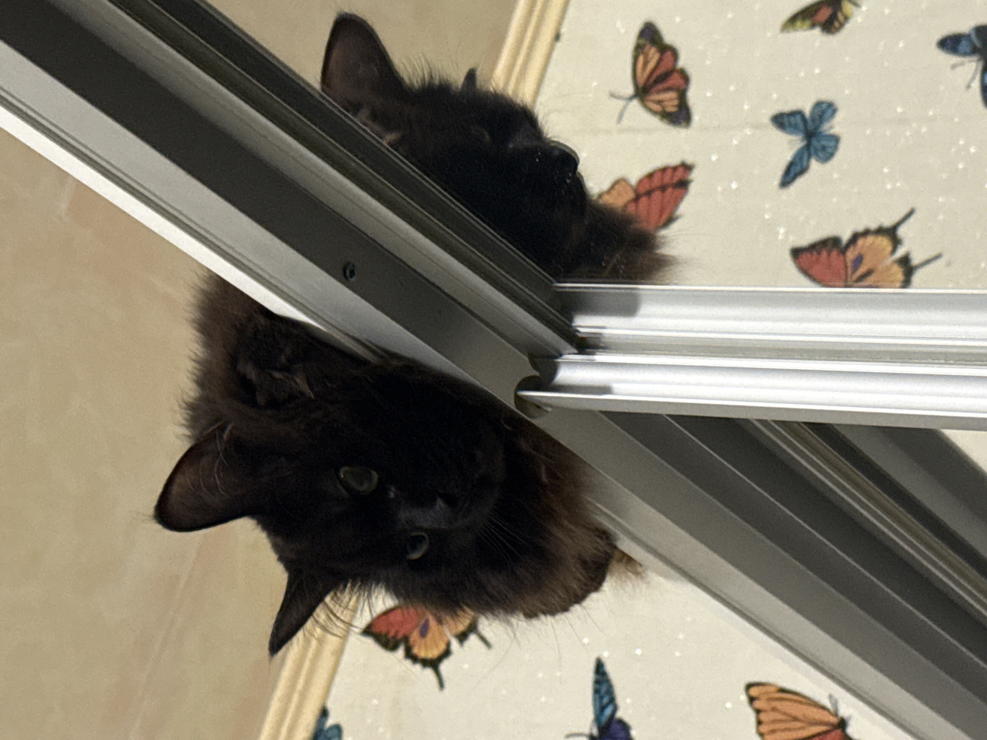 Black cat reflection captured in glass door, Saint Petersburg