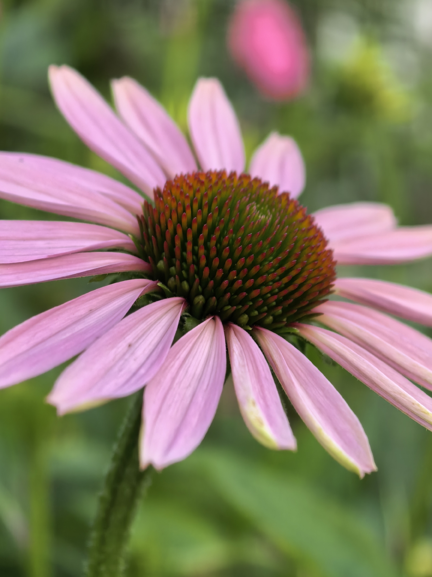 Close-up garden shots of coneflowers, buds, and a cherub statue
