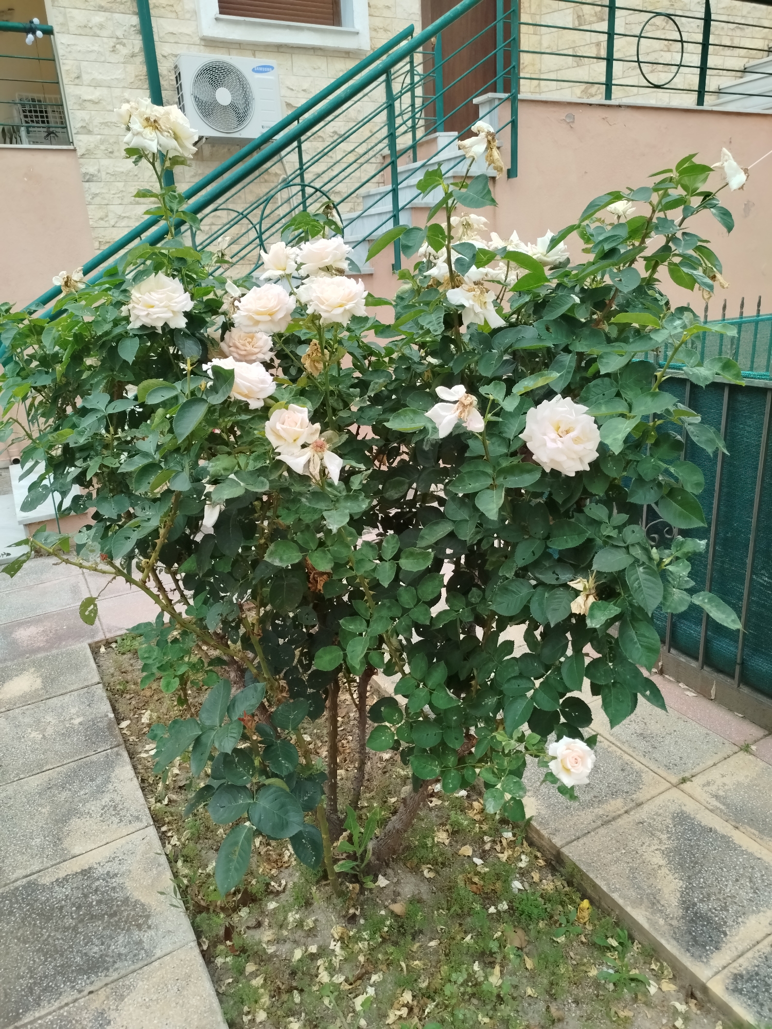Blooming roses, abandoned building documented in Sithonia, Greece
