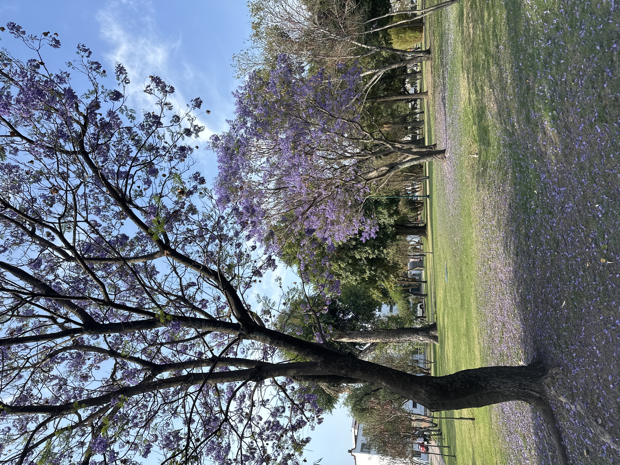 Art installations and blooming Jacarandas documented in Mexican town