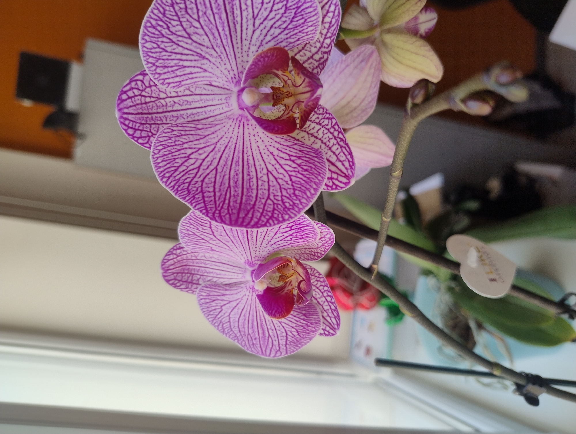 Close-up macro session with orchids in bloom