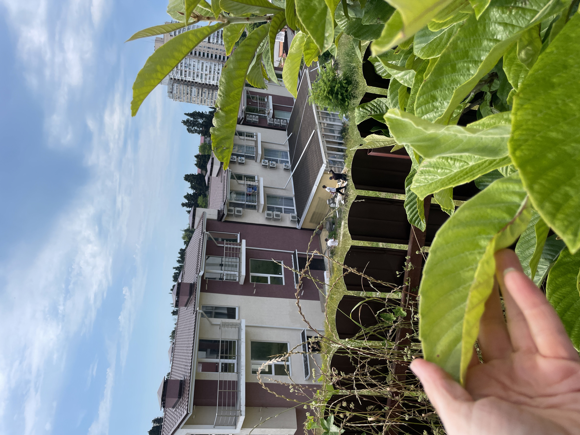 A quiet Sochi morning: apartment views and garden flowers