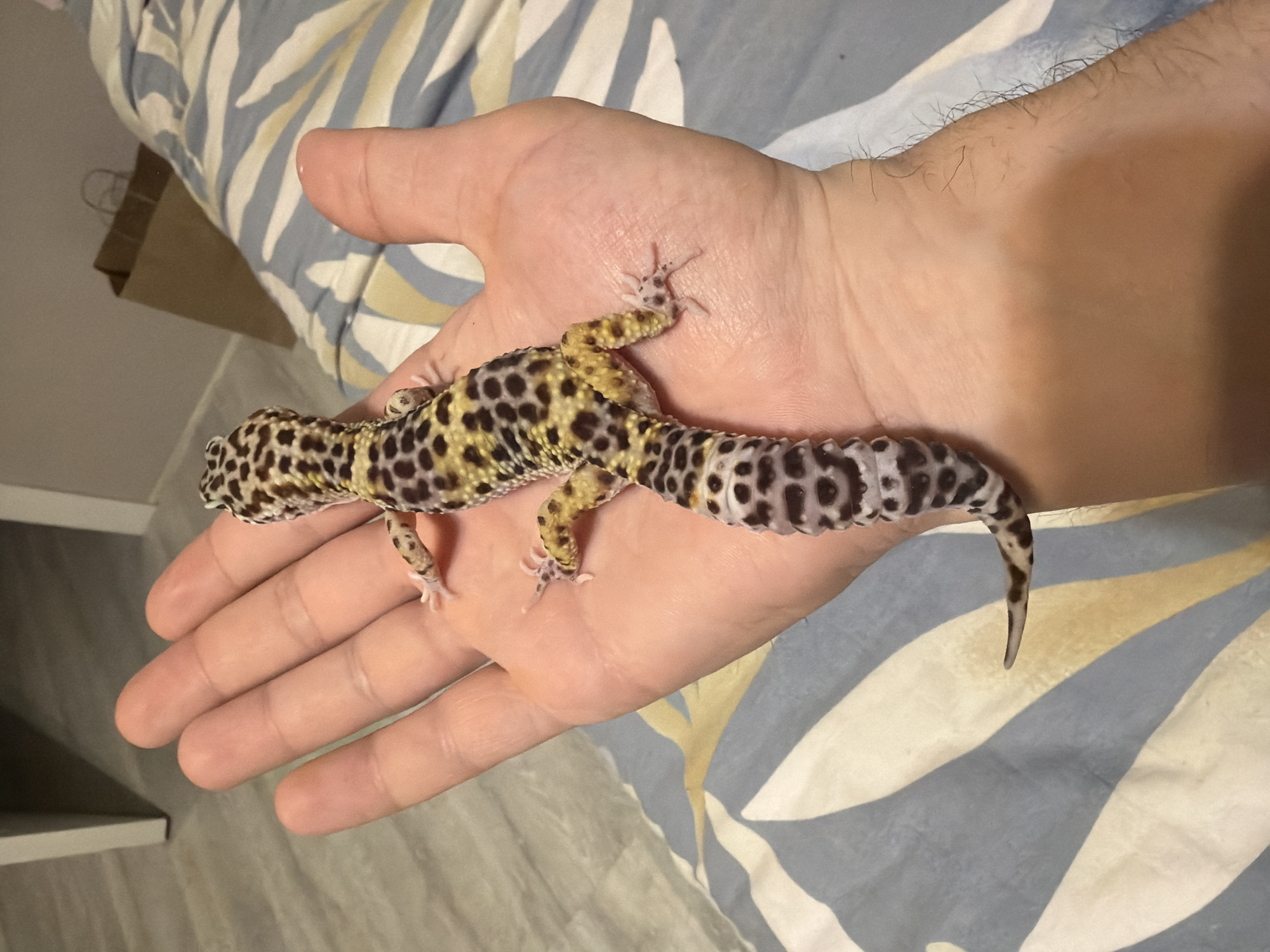 Person handles pet leopard gecko in Izhevsk home