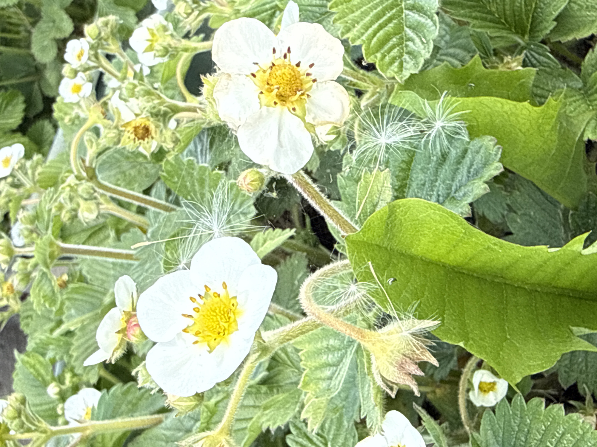 Spring morning garden walk documented in rural Lithuanian village